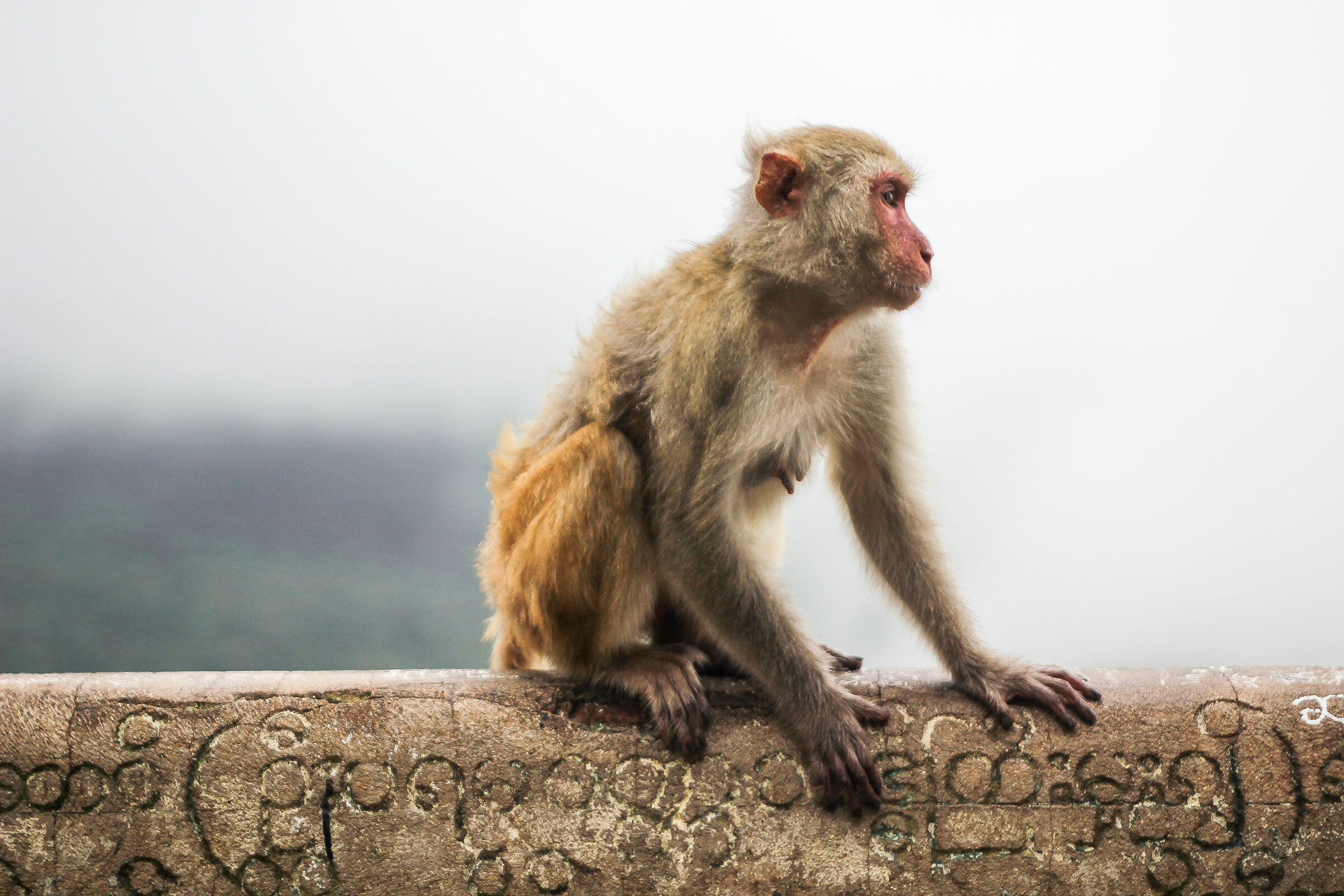 Monkey, Mount Popa, Myanmar...