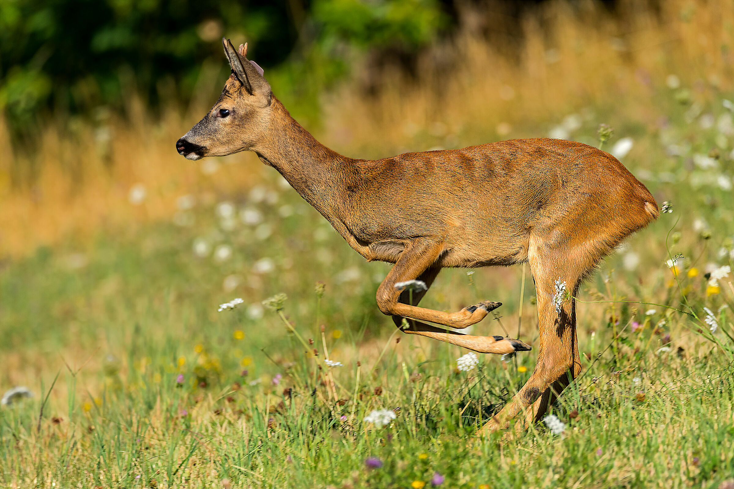 Roe deer (Modena Apennine)...