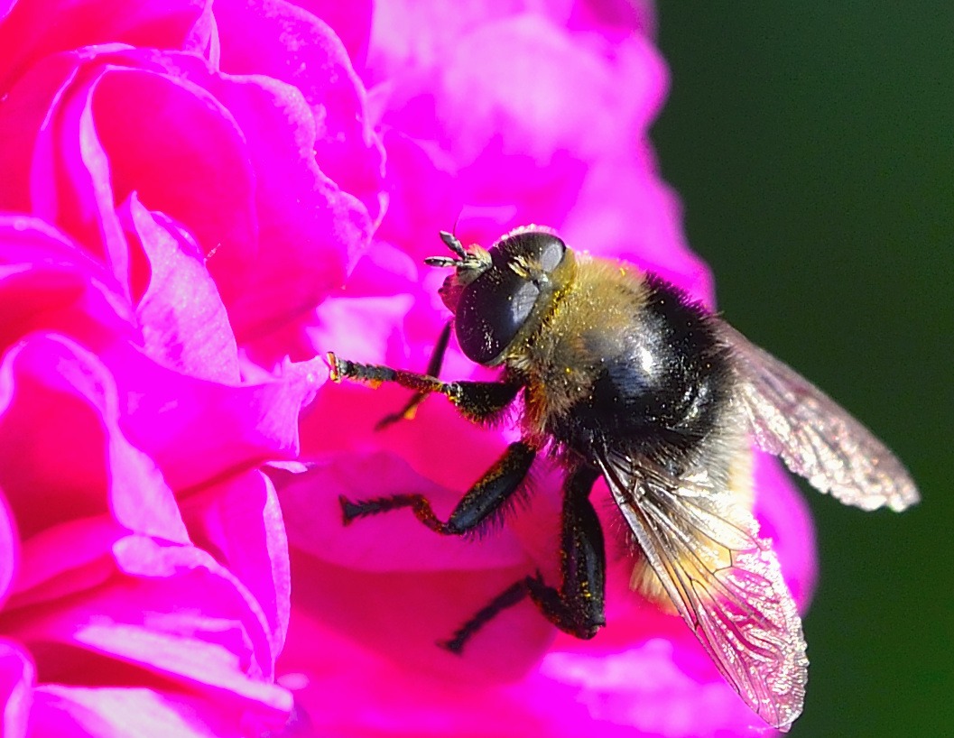 Bee on rose de Rescht...