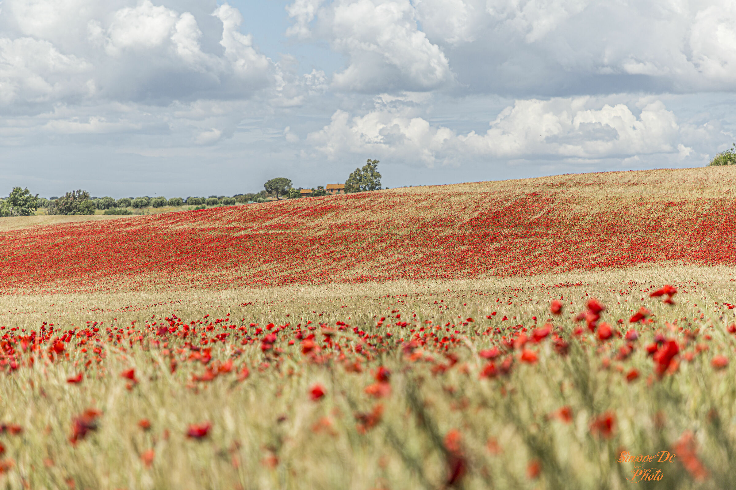 field of poppies ...