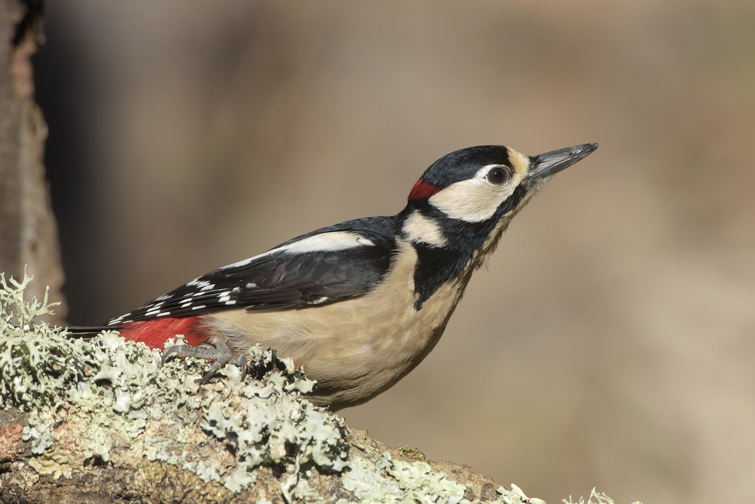 male major Sardinian red woodpecker...