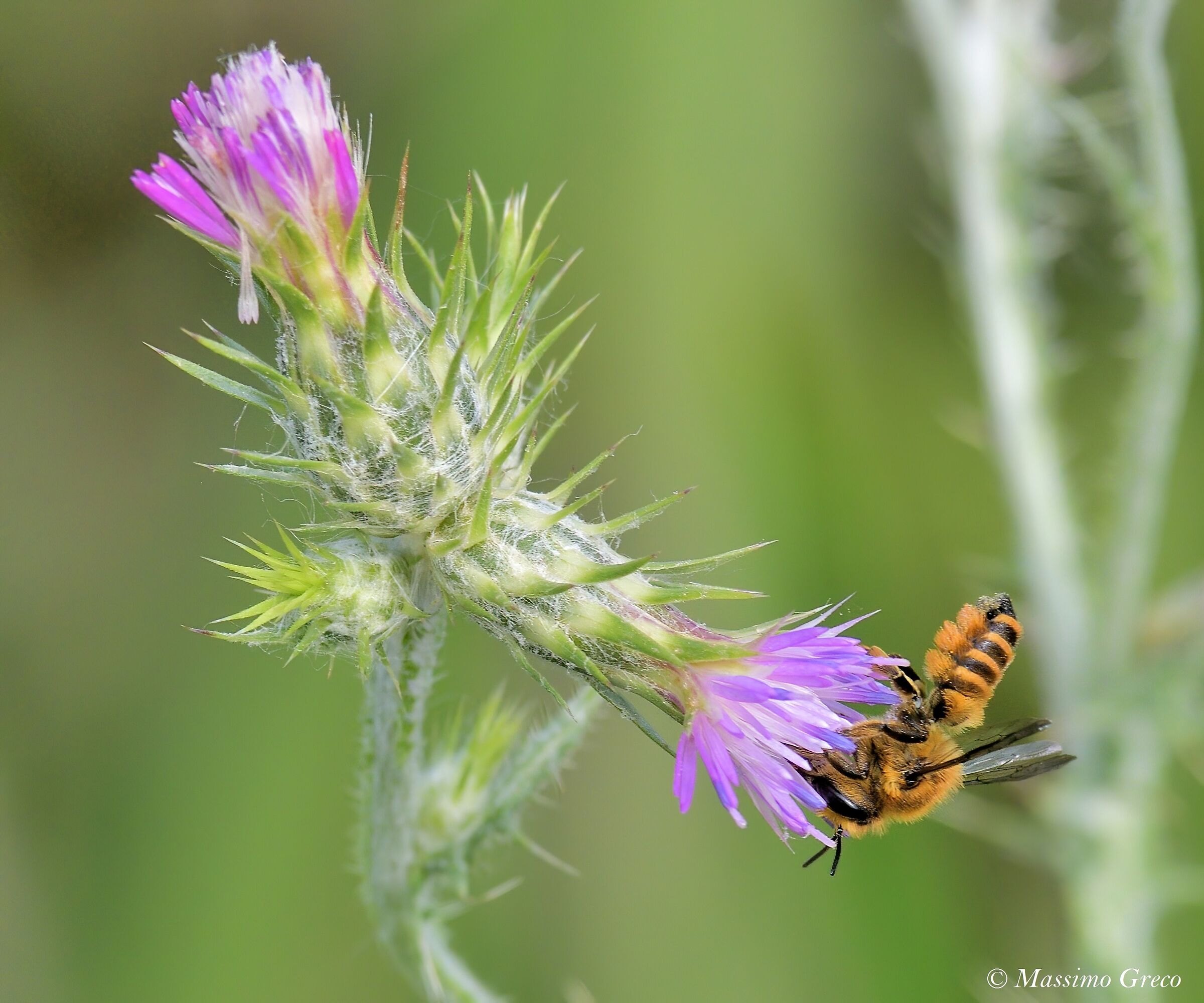 The Bee on the Thistle...