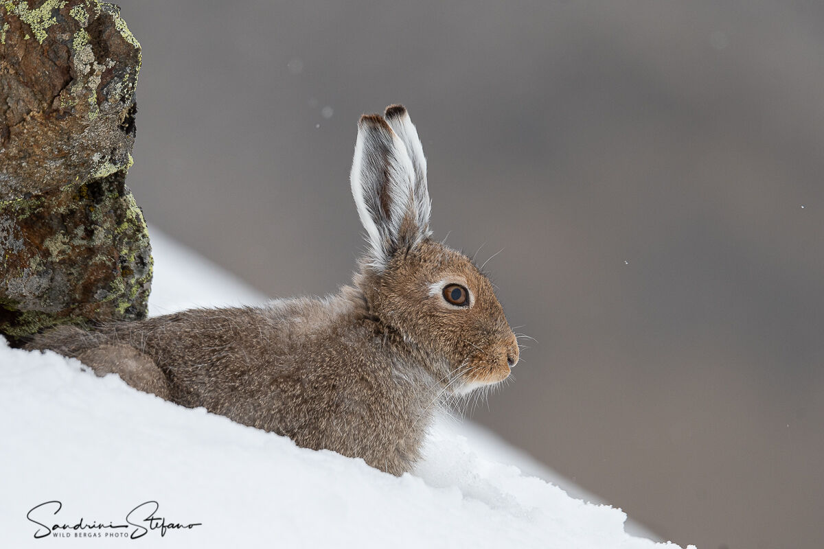 Variable hare...