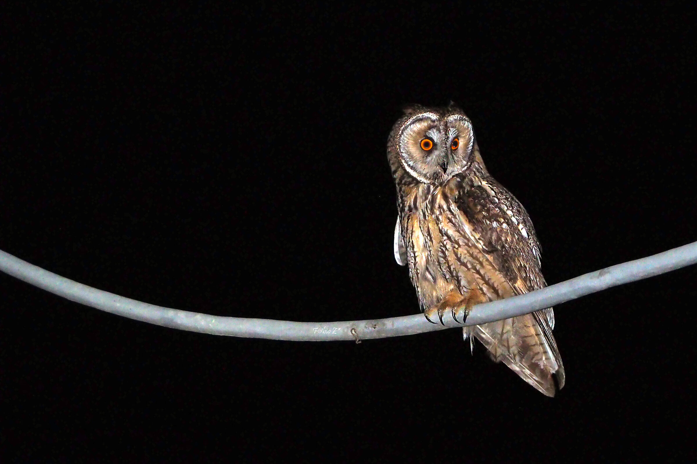 Common Owl 1...