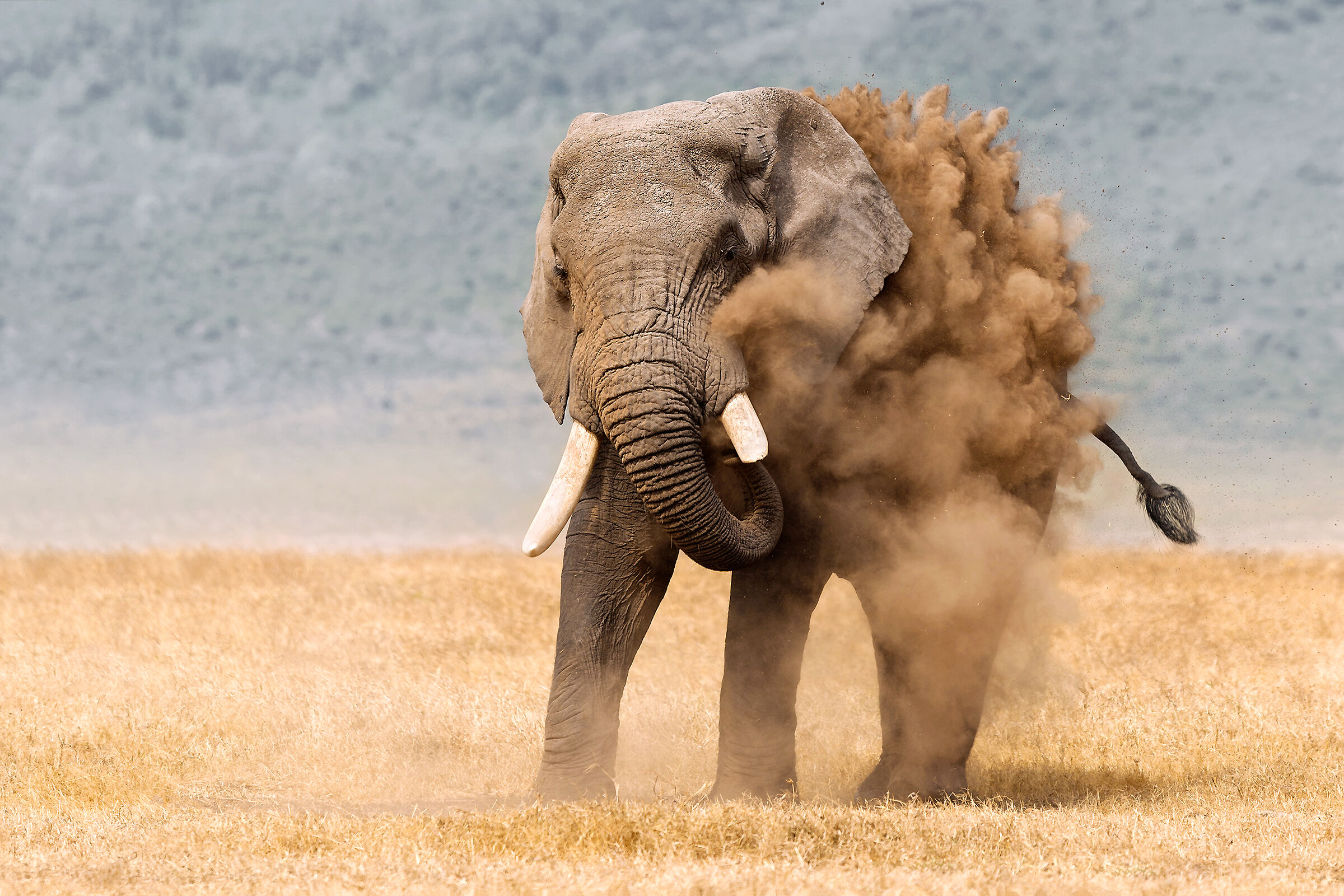 Elephant, Ngorongoro....