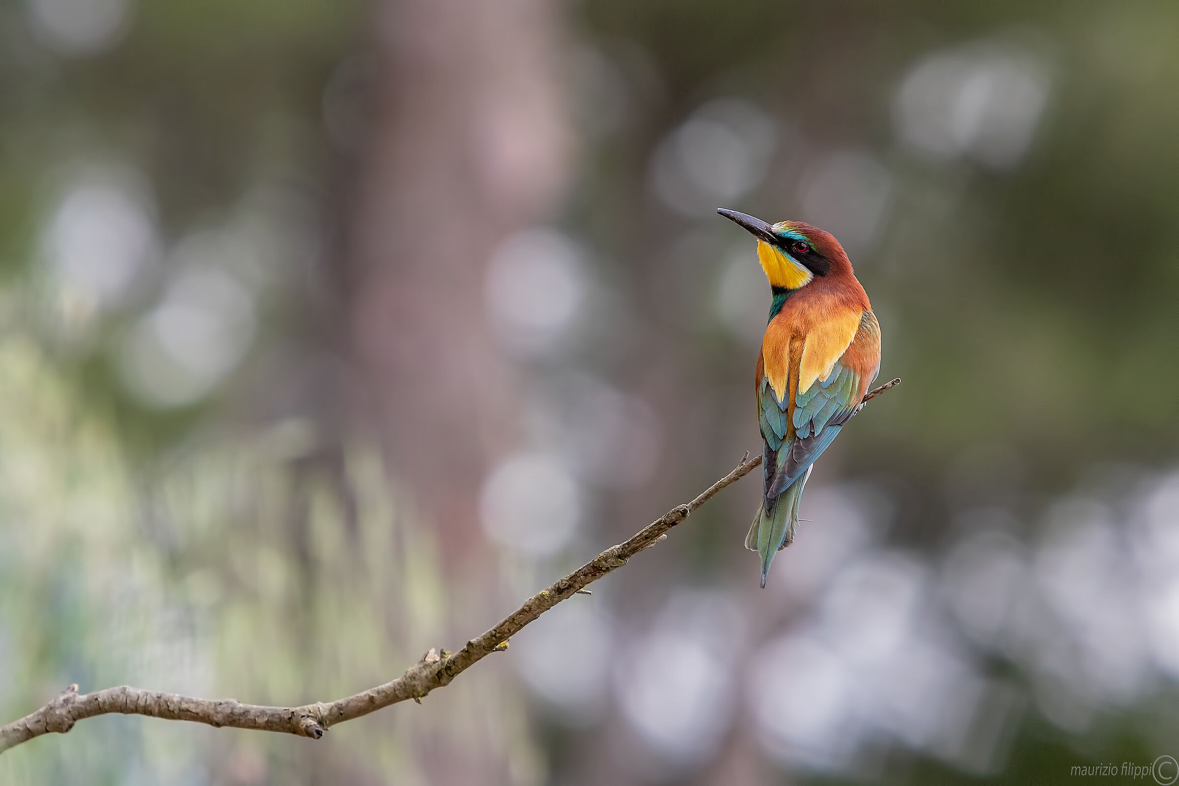 Bee-eater ...