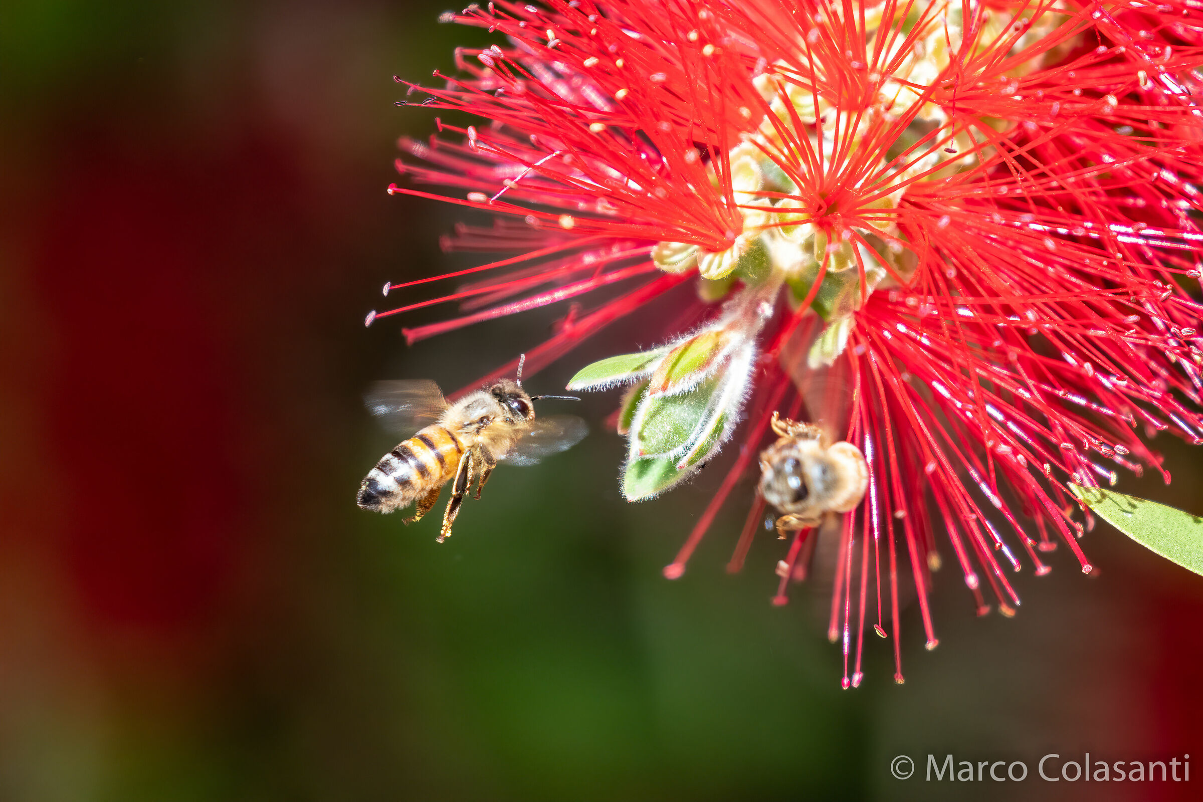 Bee (mellifera apis)...