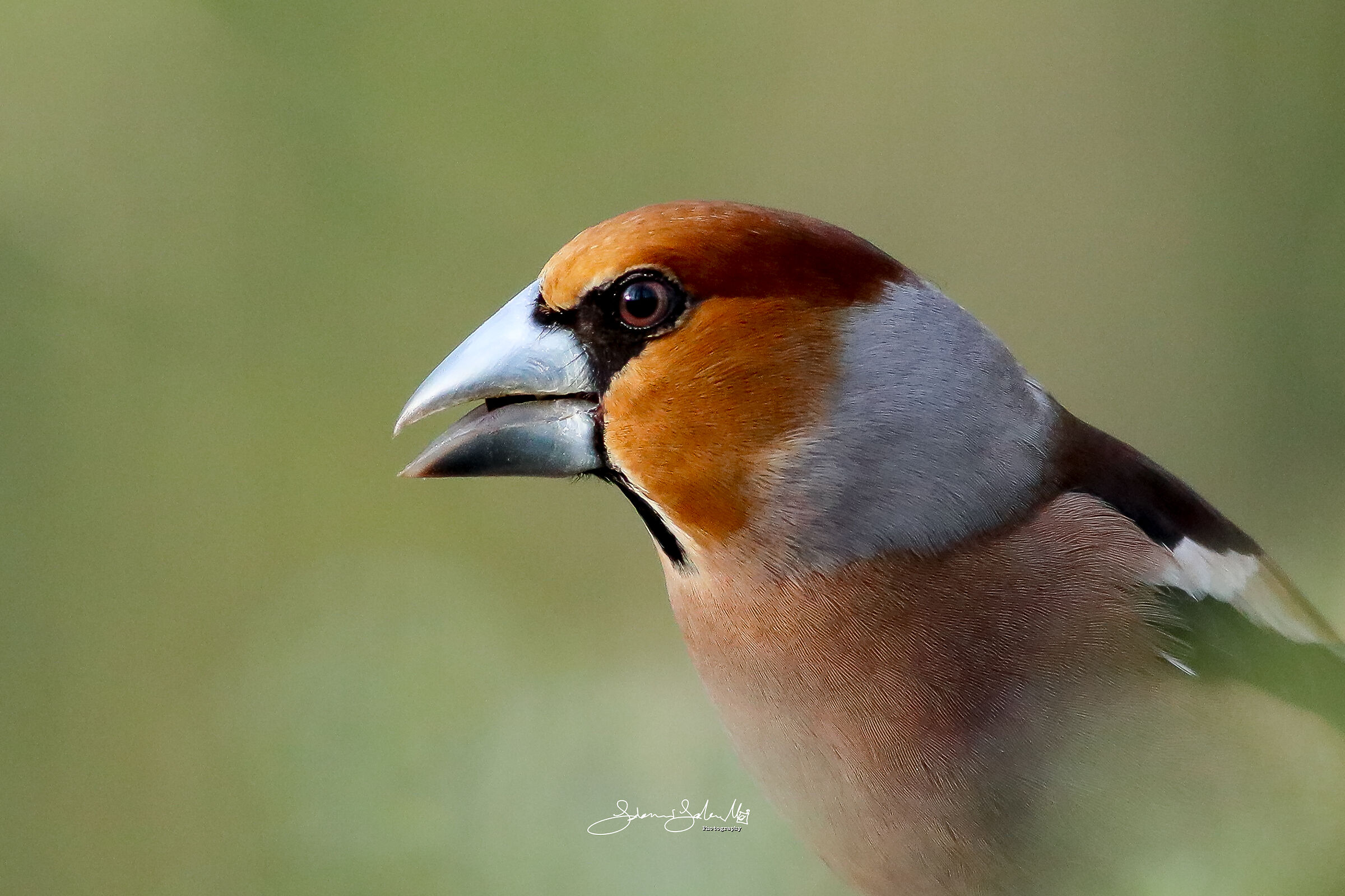 Hawfinch profile (Coccothraustes coccothraustes,L.1758)...