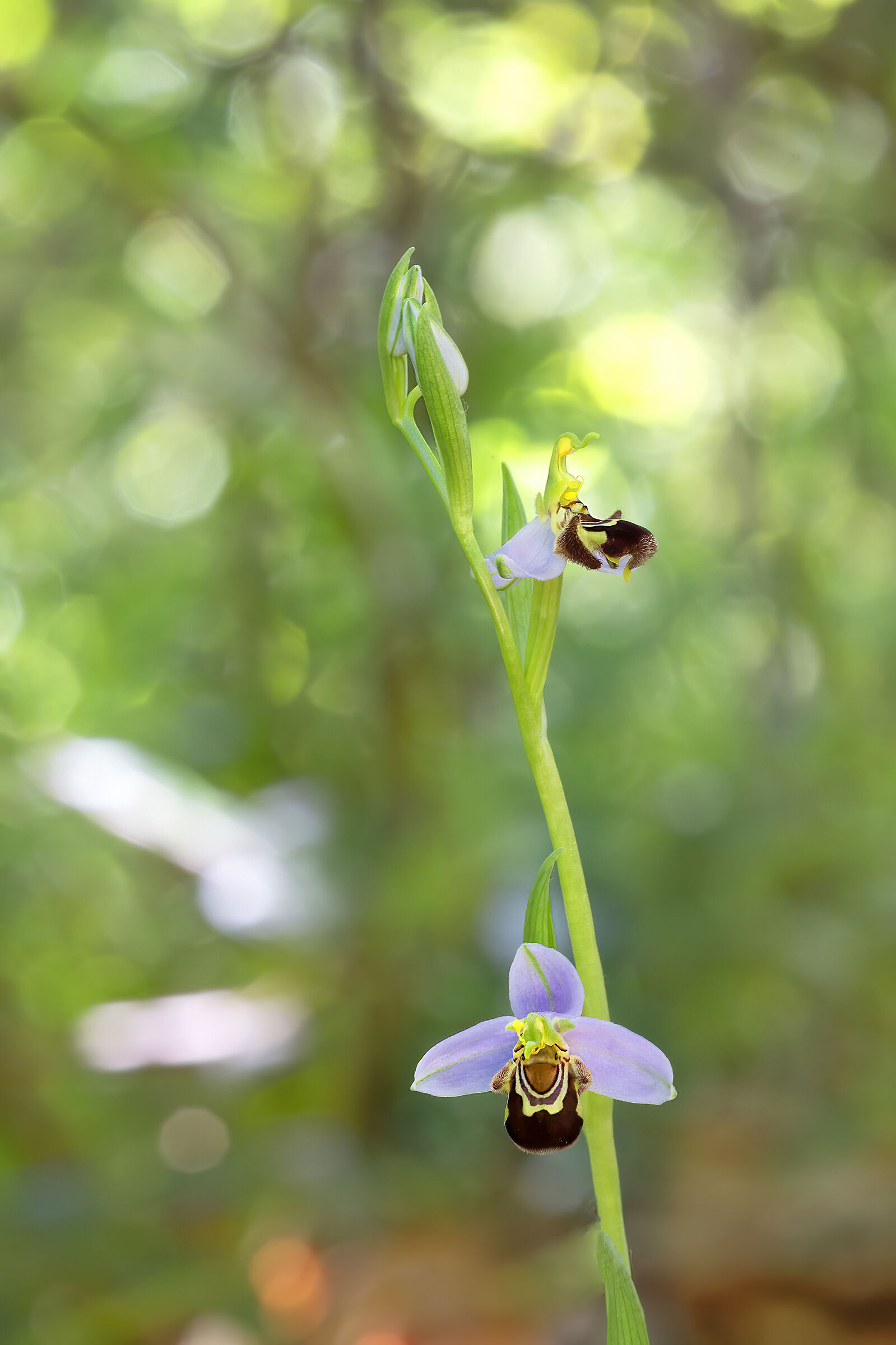 orchidea spontanea, Ophrys apifera...