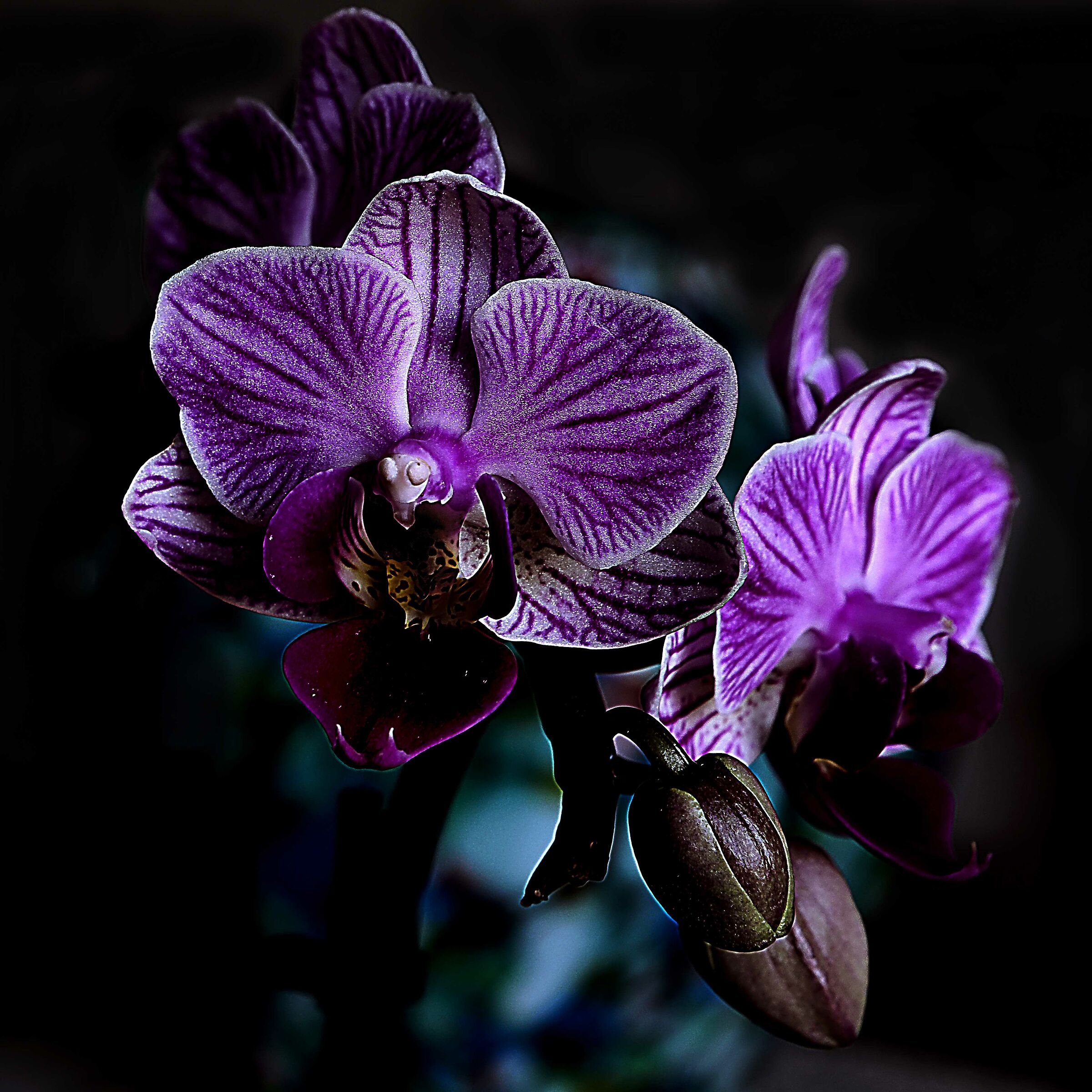 Orchidea  "inquietante" ?...