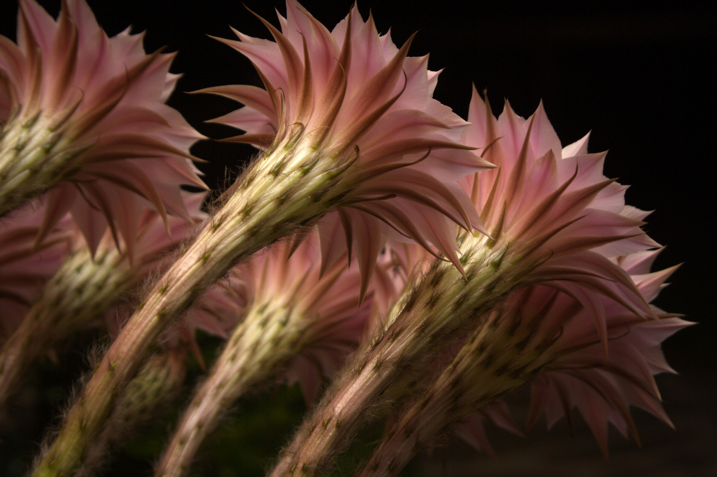 Echinopsis tripudio di fiori...