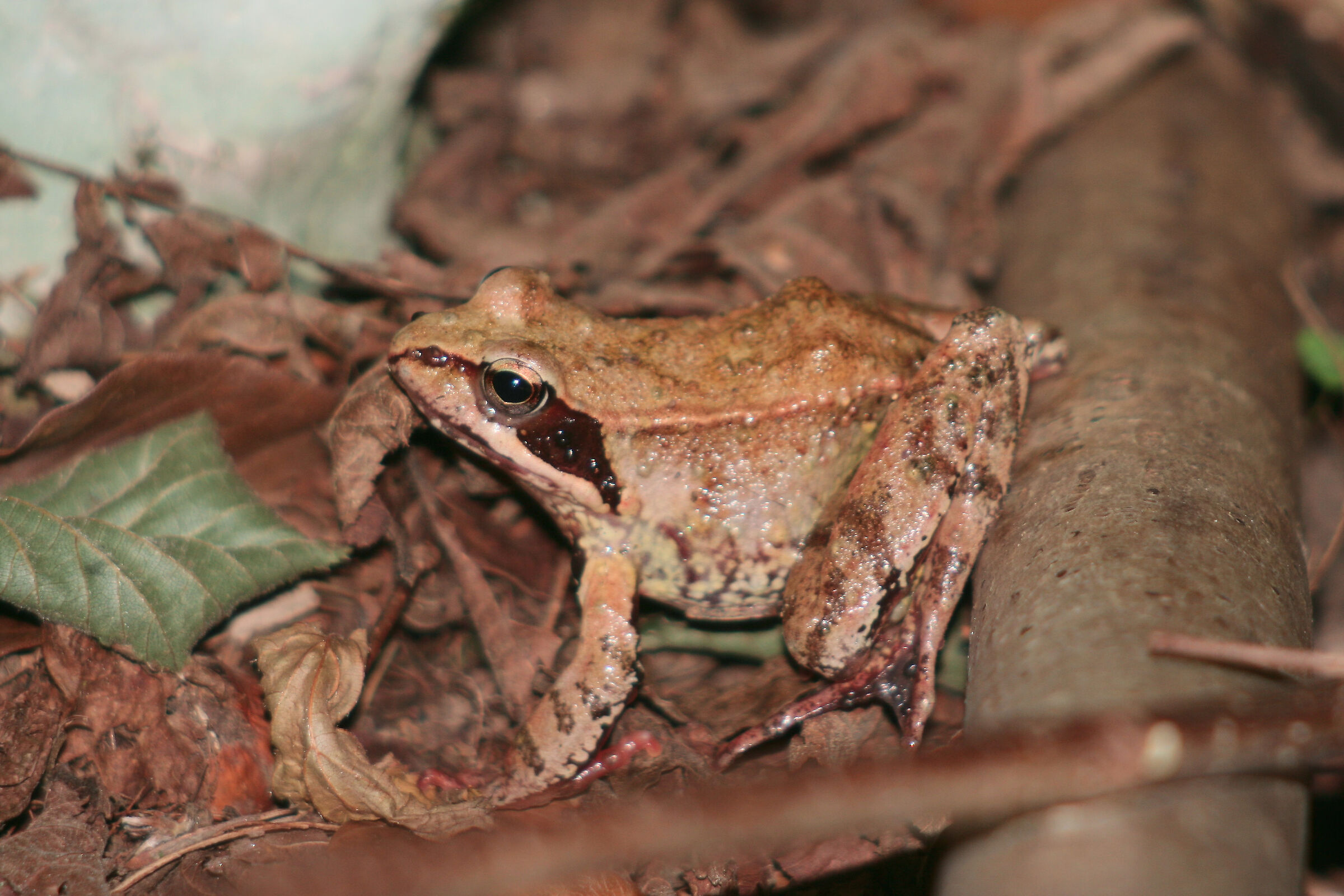 Mountain Frog - Biotope Val Lomasona...