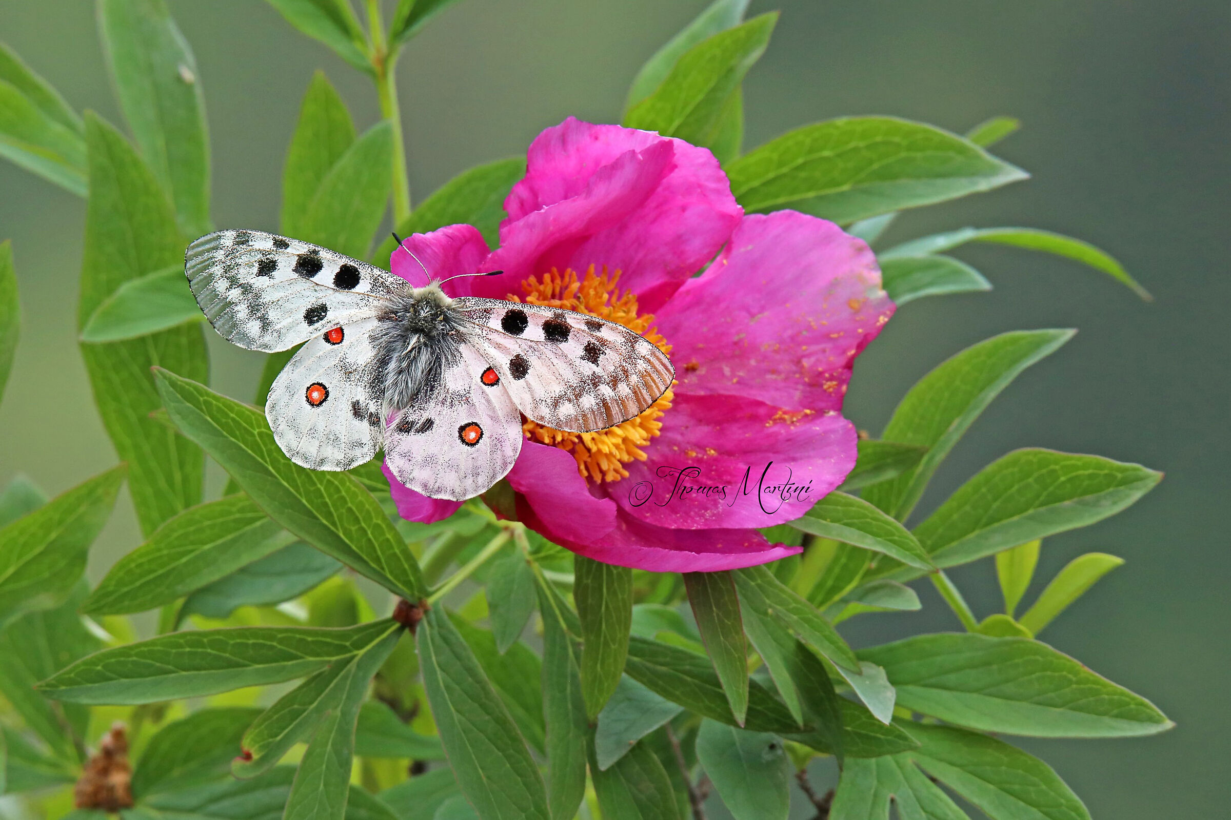 Apollo on Peony Officinale...