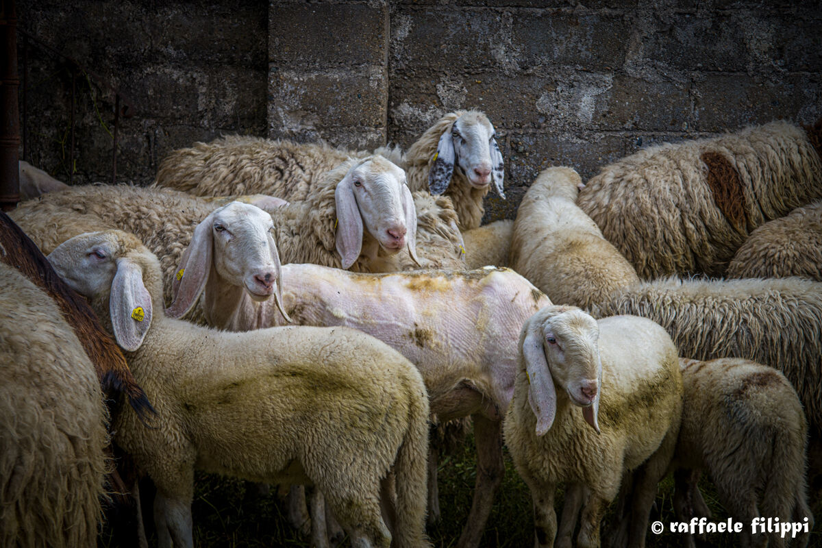 Sheep shearing...