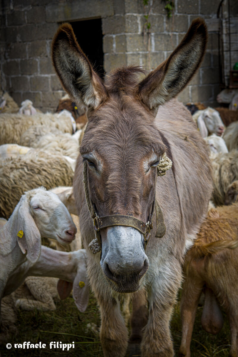 Donkey Portrait...