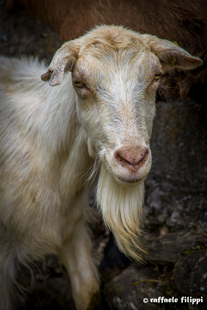 Portrait of a Goat...