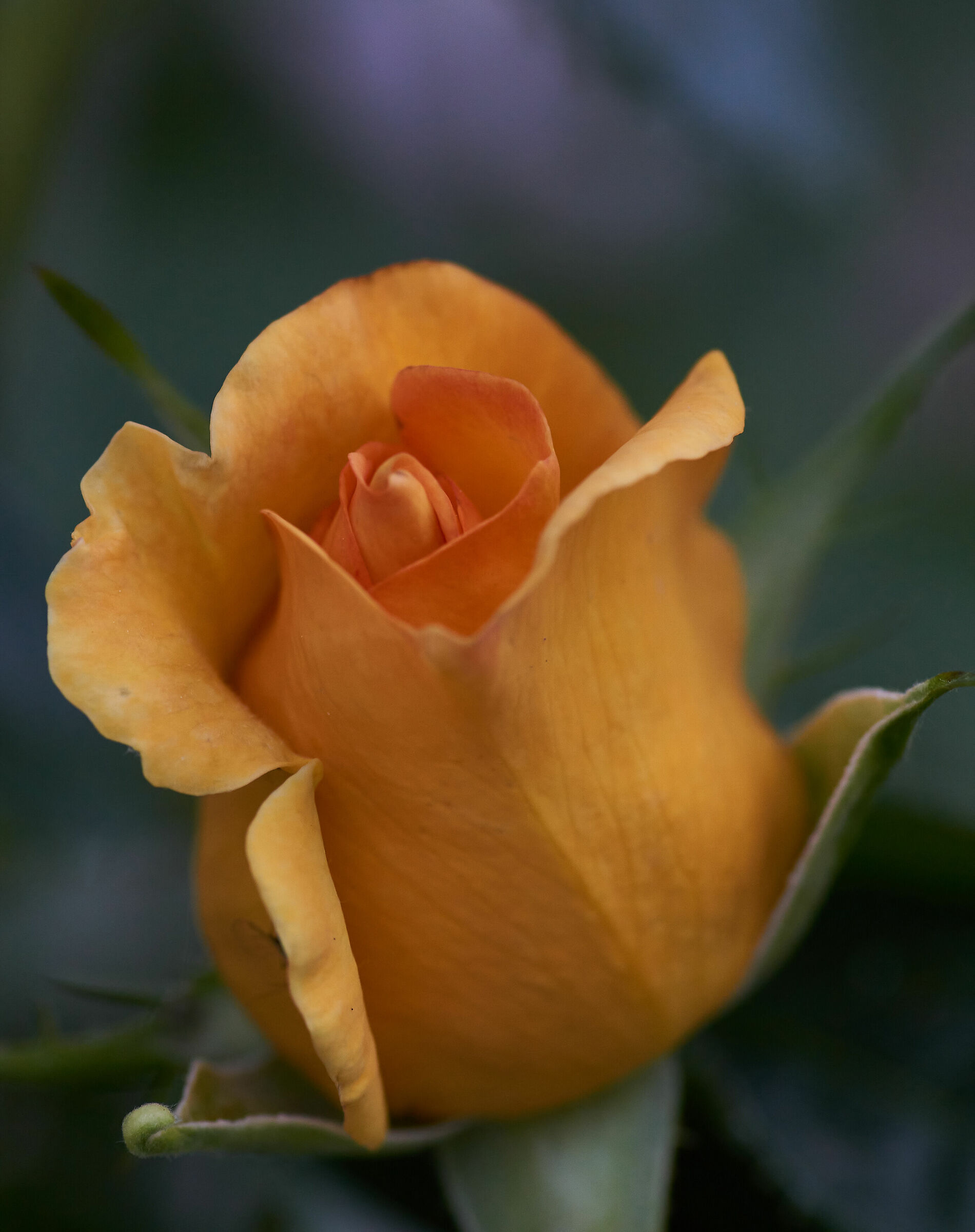 rose in bud...
