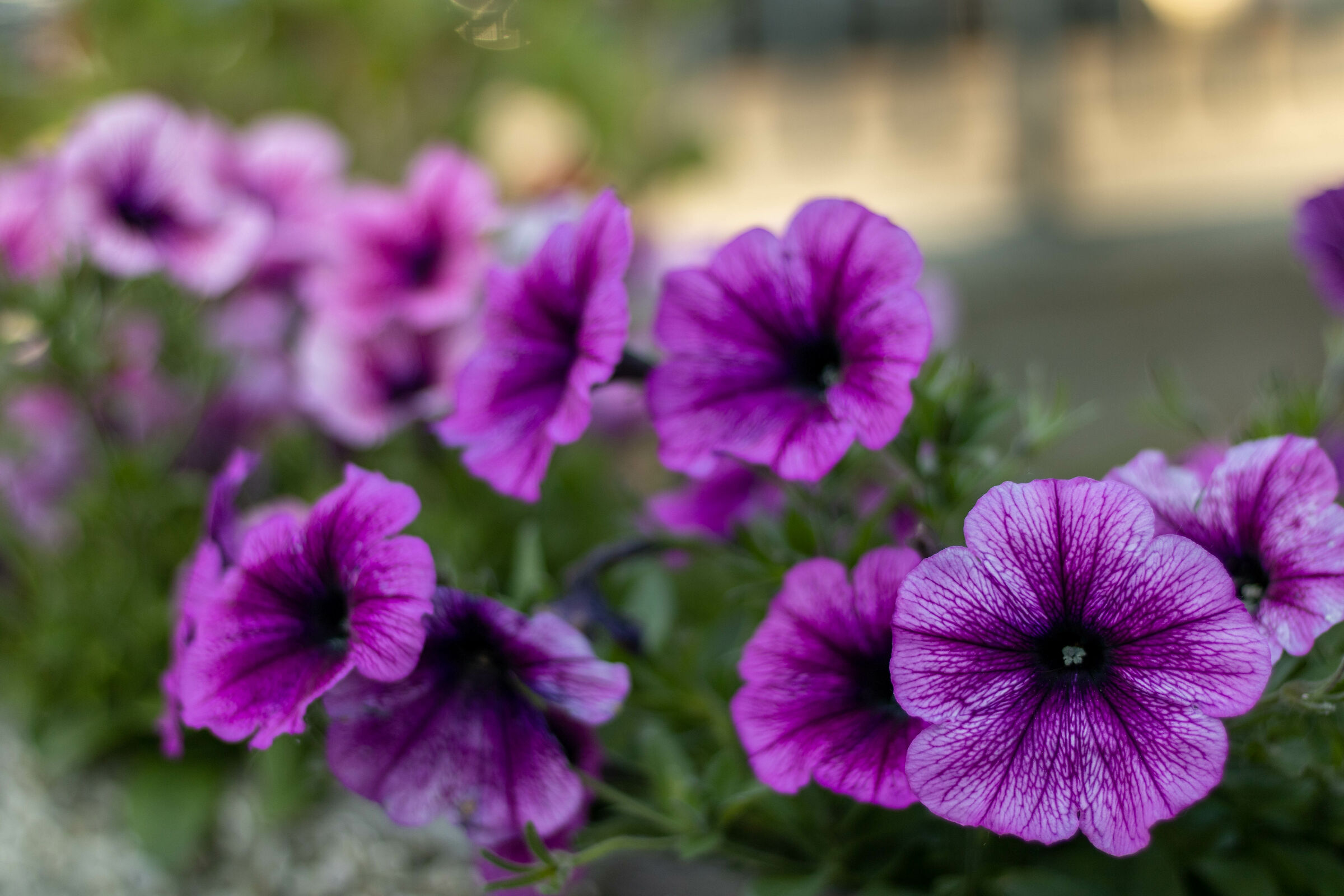 Purple flowers...