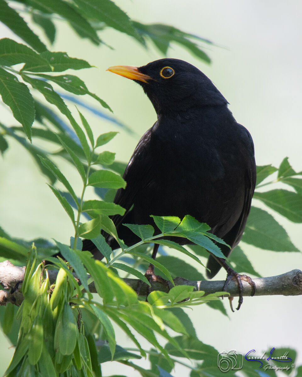 blackbird male...