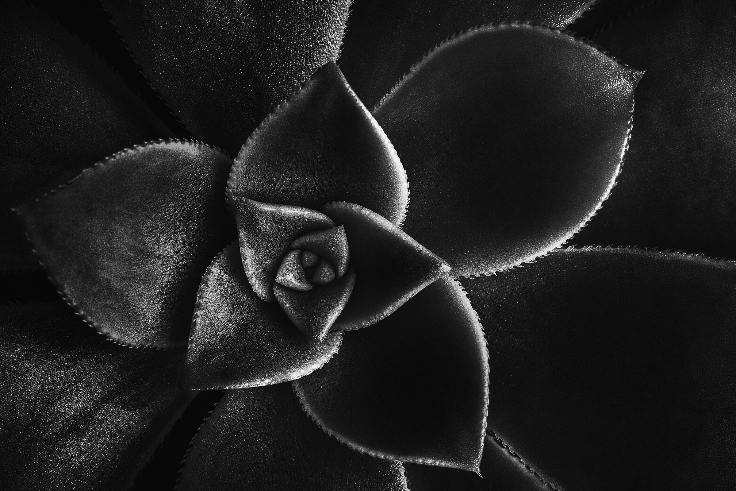 Black succulent...