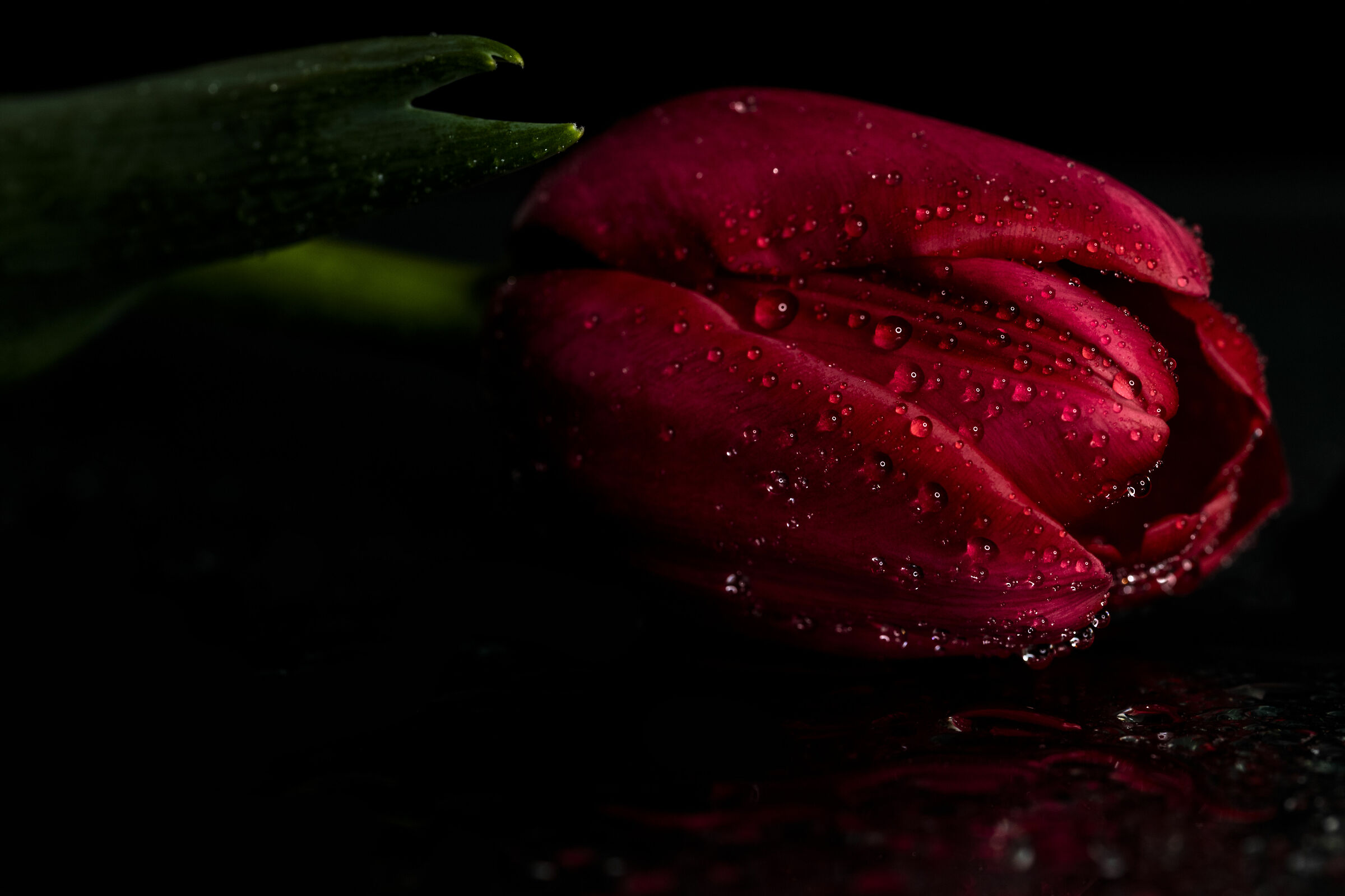 "Tulip in the Rain"...