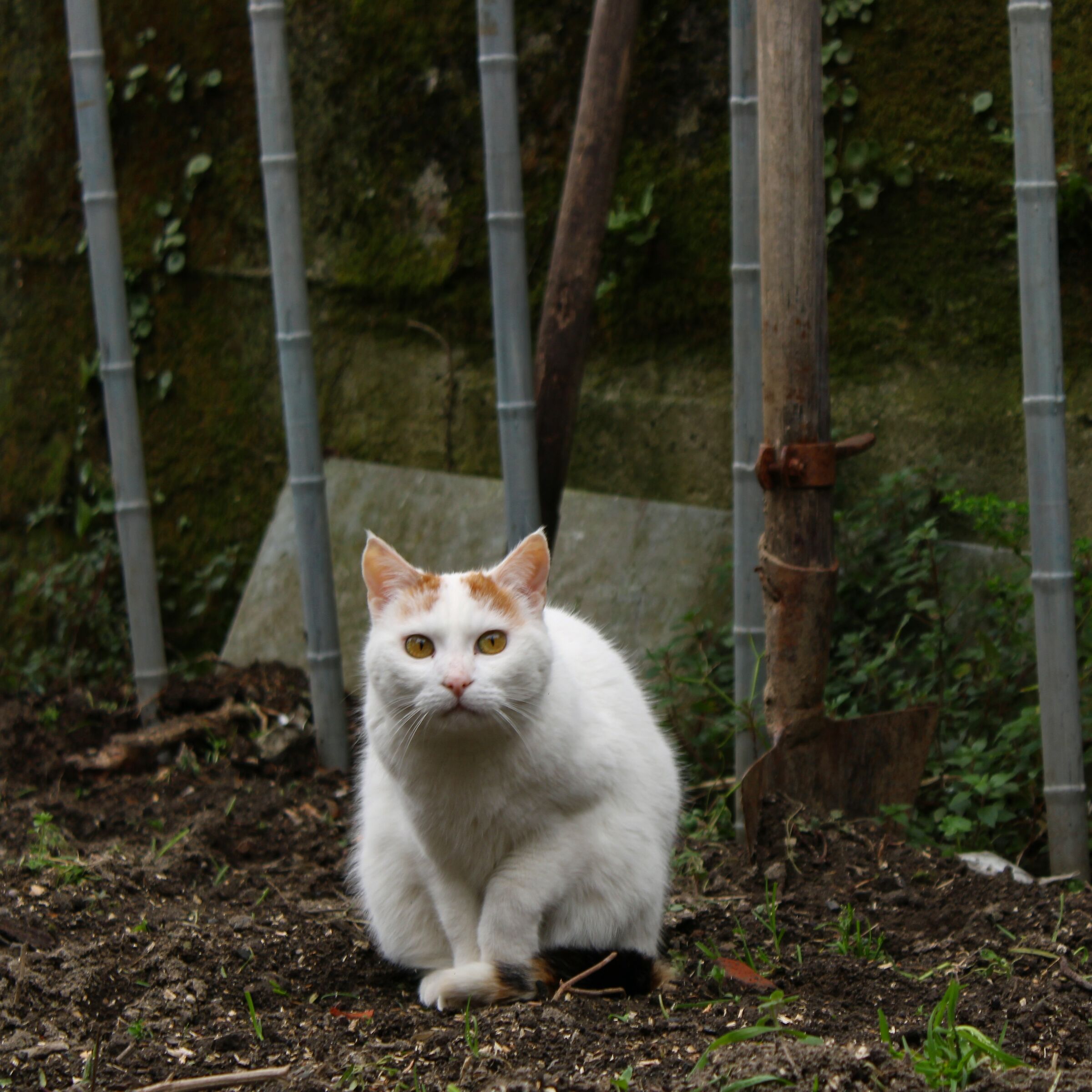 Gatto...