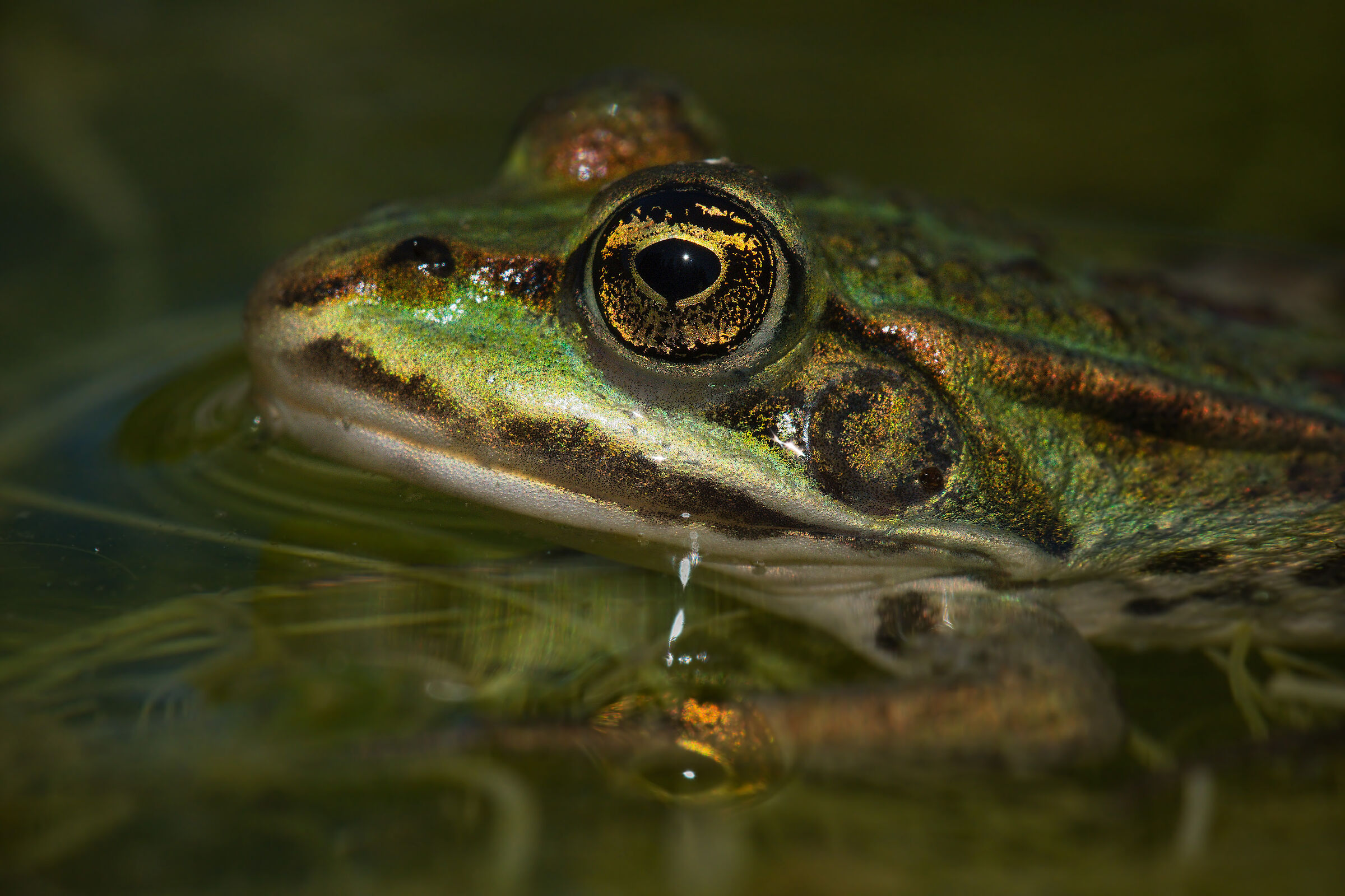 Frog (tight portrait)...