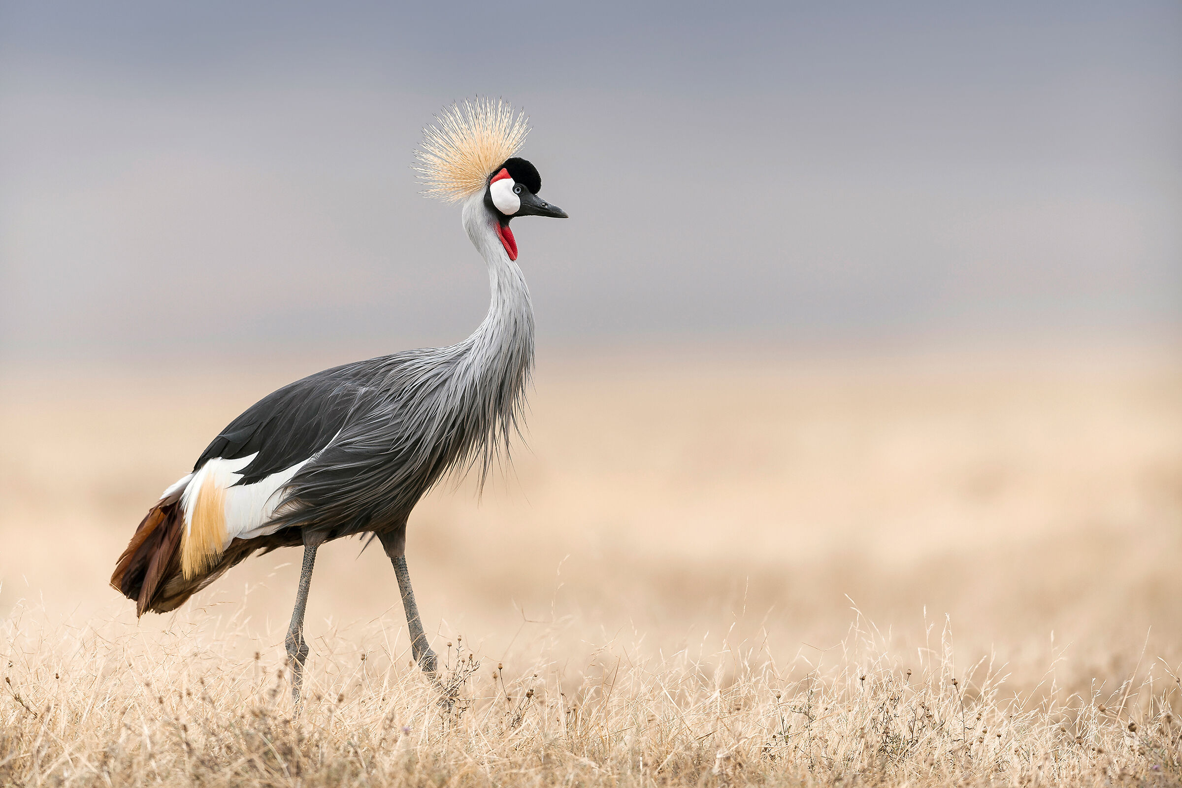 Grey Crowned Crane, Ngorongoro....