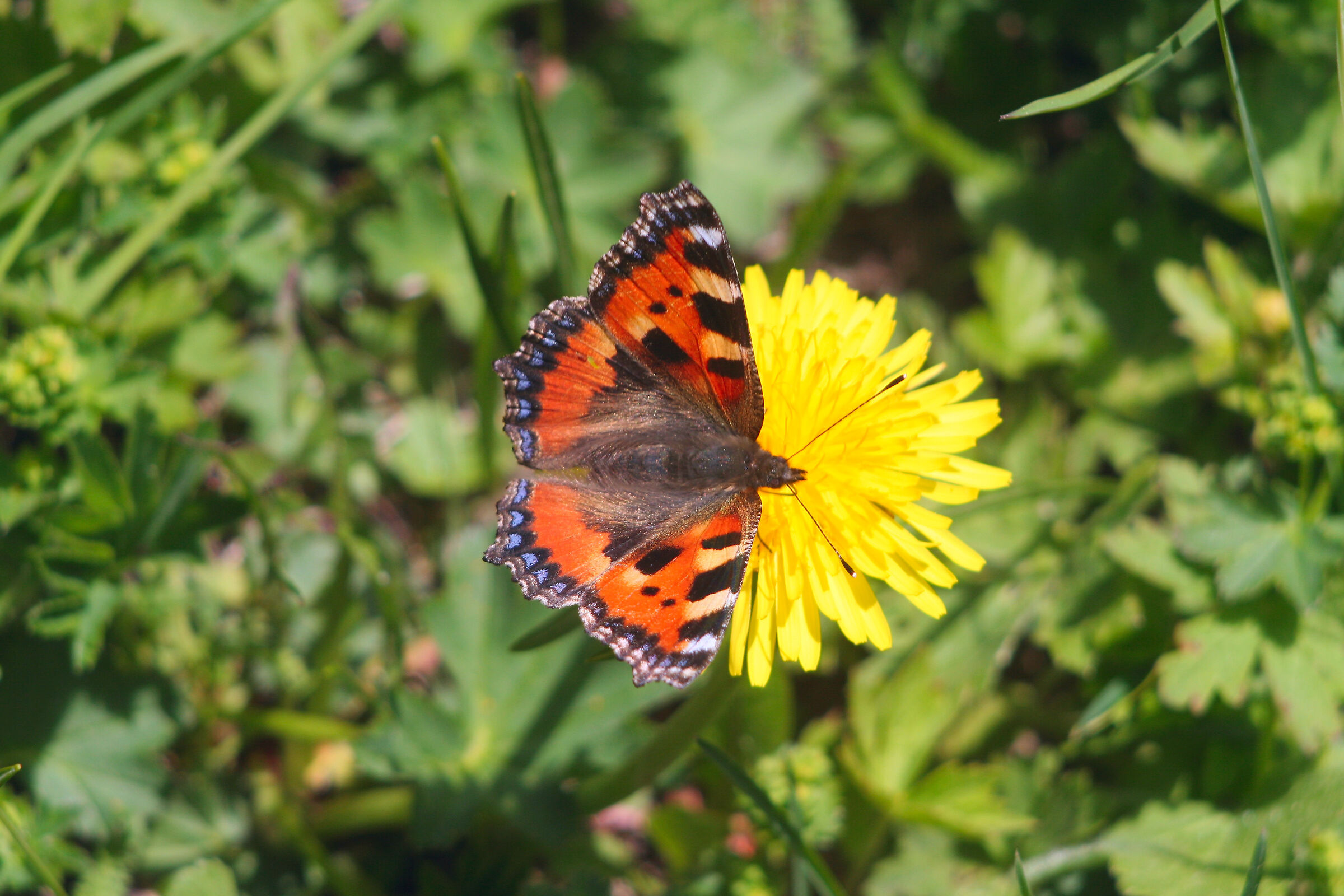 Farfalla Vanessa dell'Ortica_Aglais urticae...