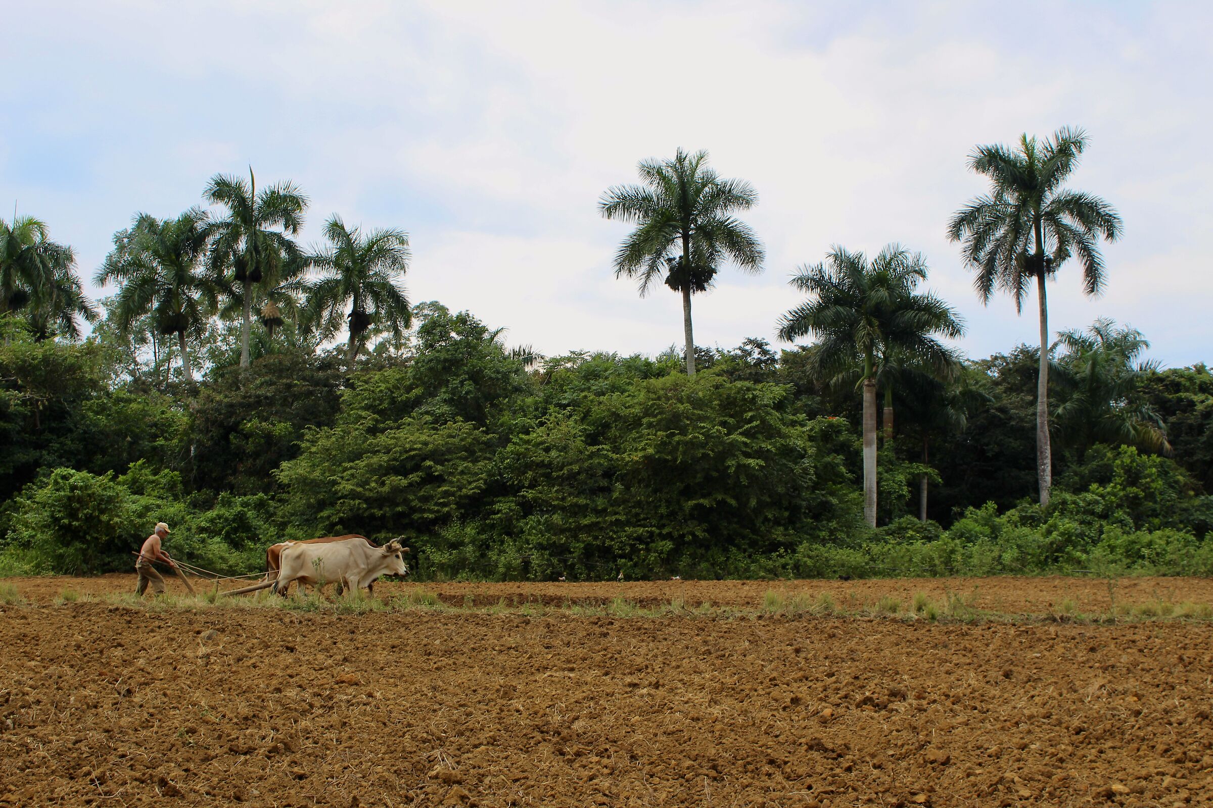 Cuba - Viniales...