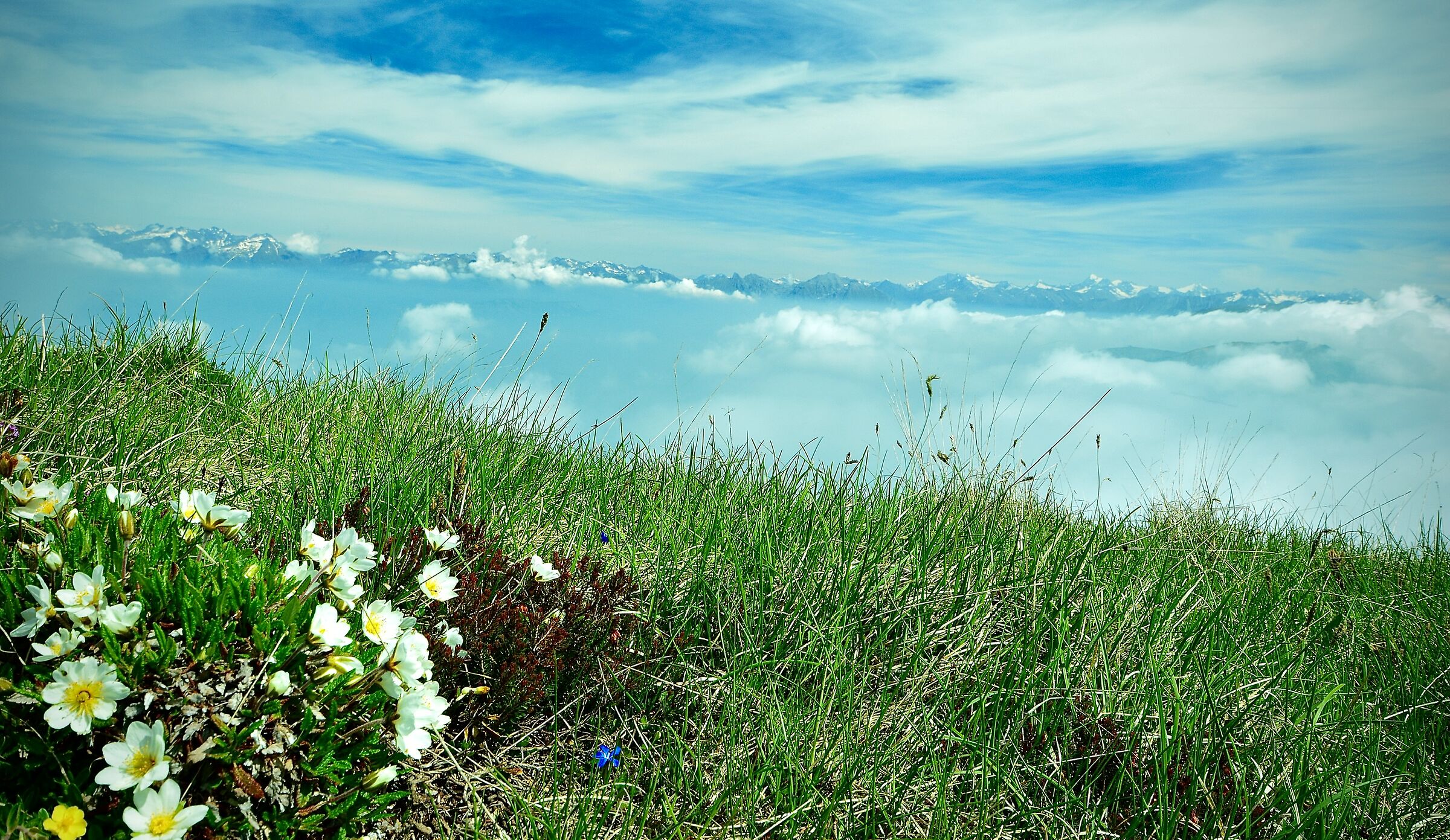 Flowers, grass, clouds and pre-alpines...