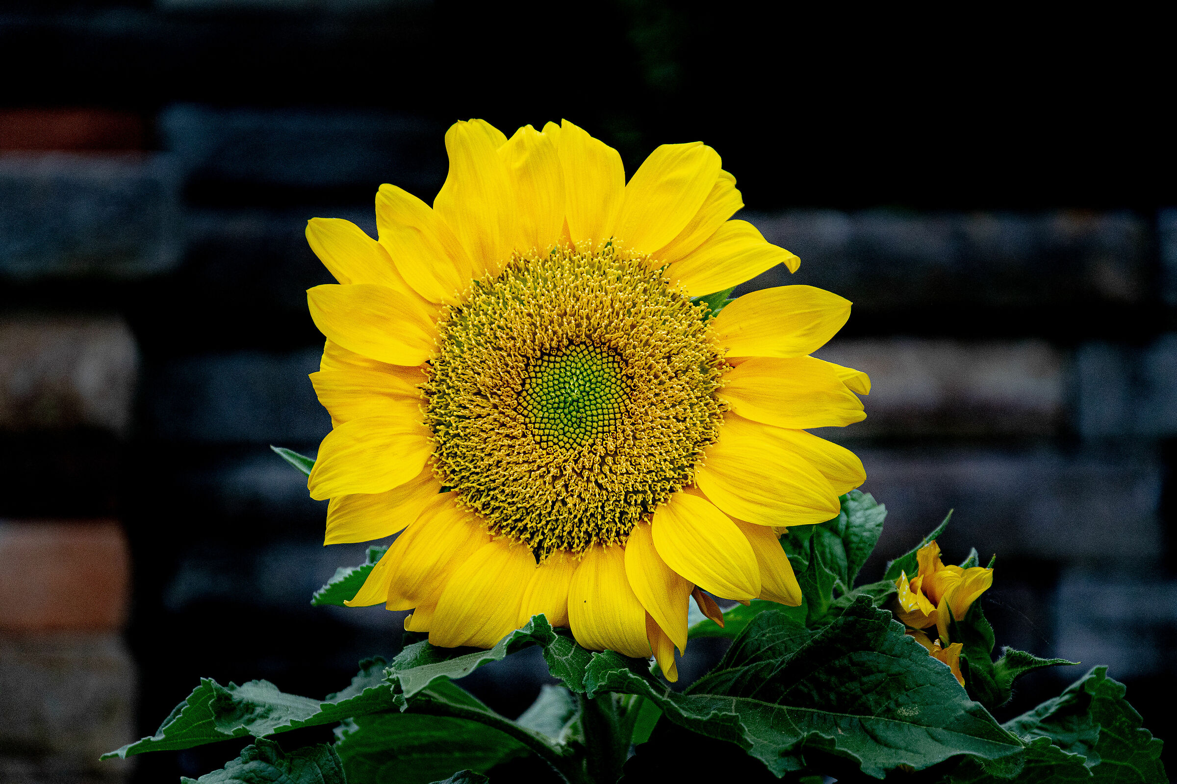 Sunflowers, California...