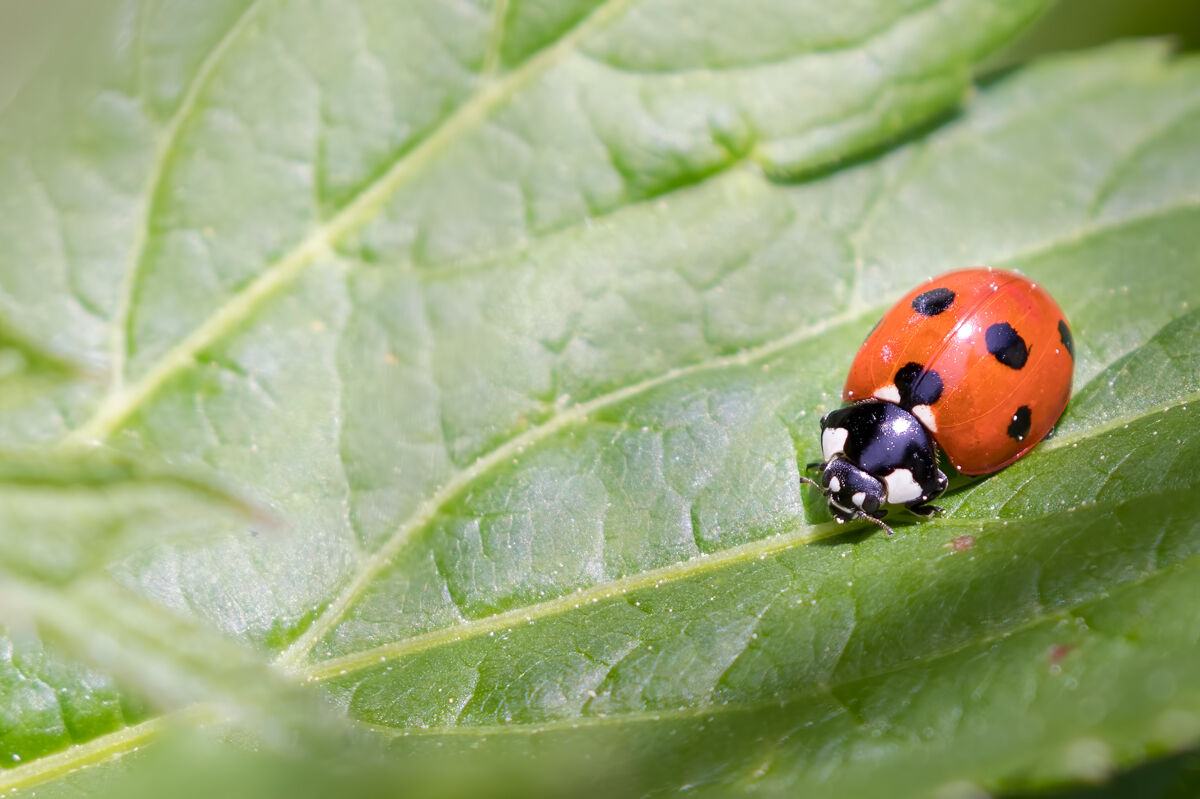 Common ladybug...
