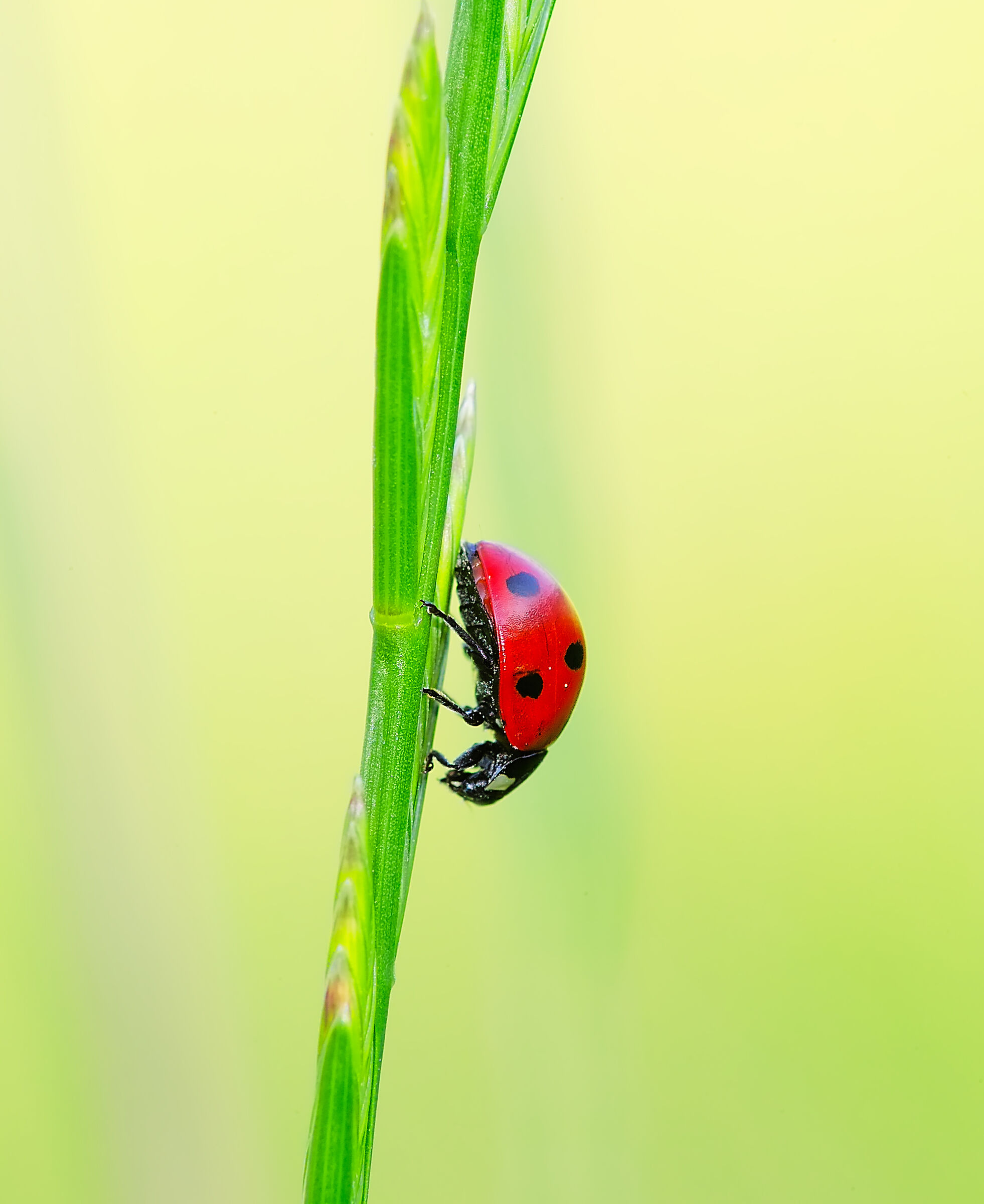 Solita Ladybug......