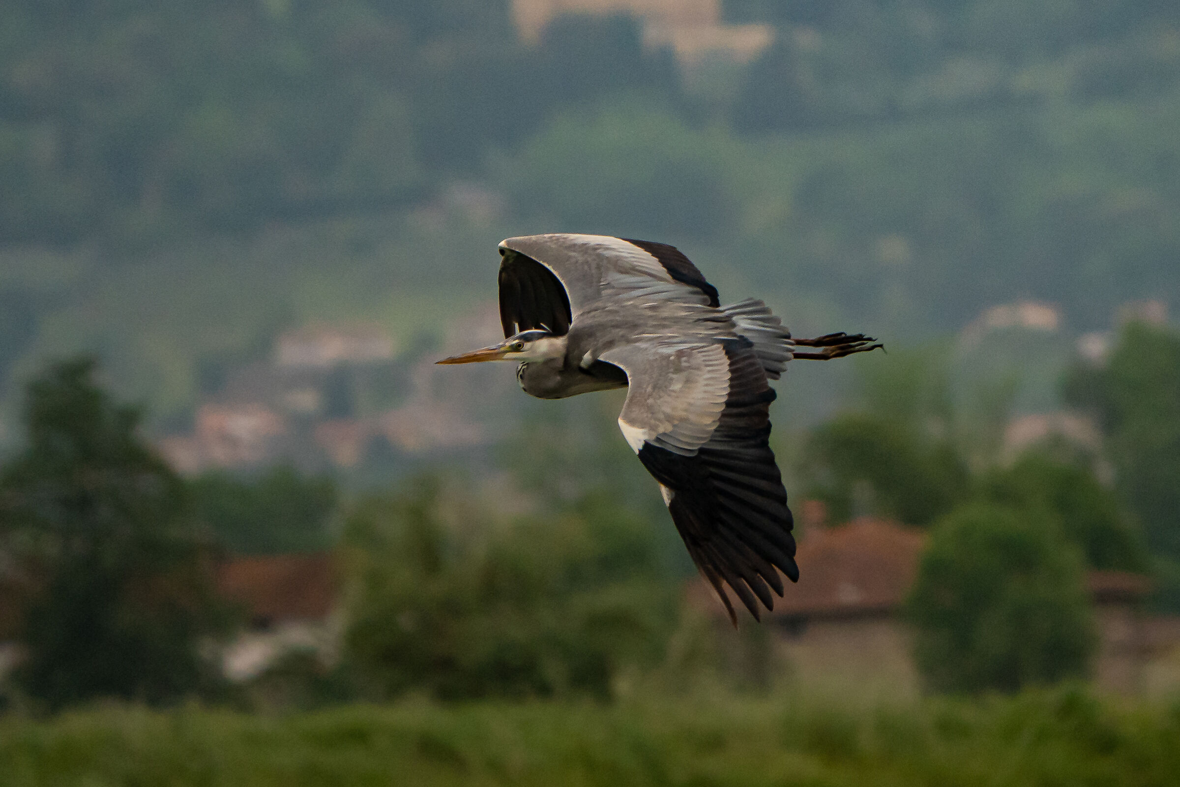 Airone cenerino...
