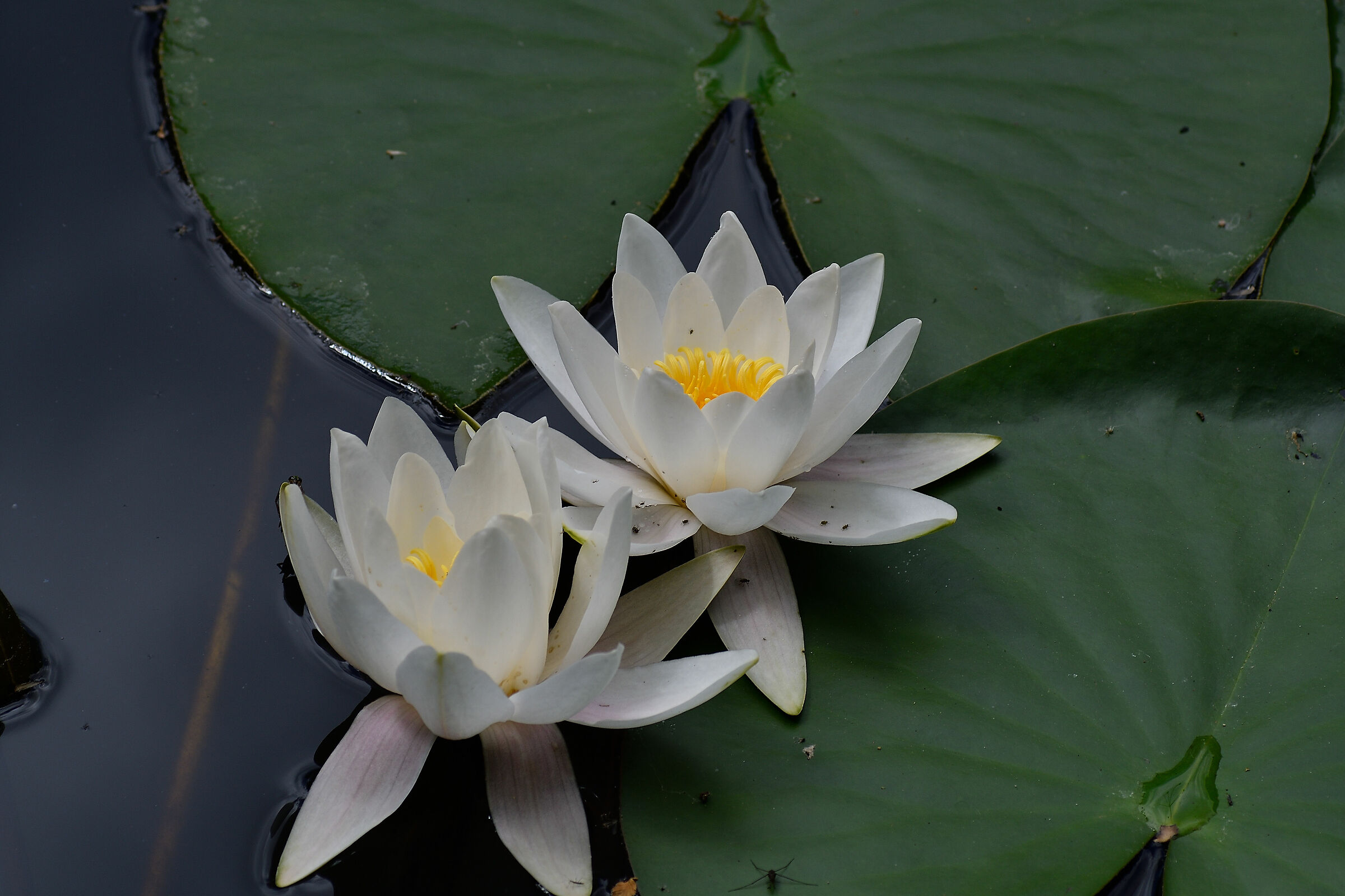 Water lilies with guests...