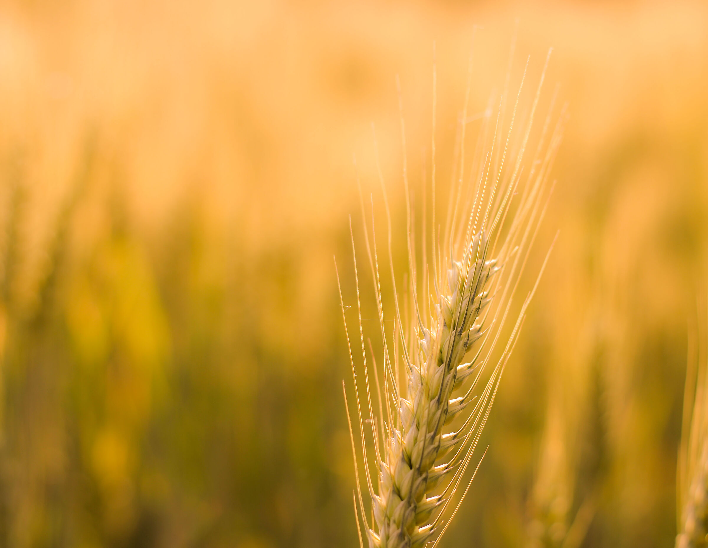 Wheat field ...