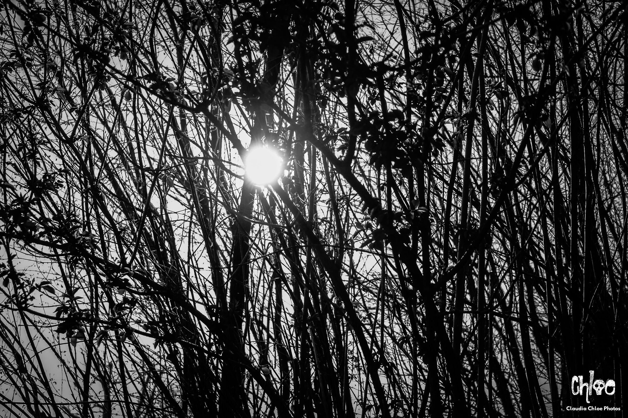 Sun & Branches...