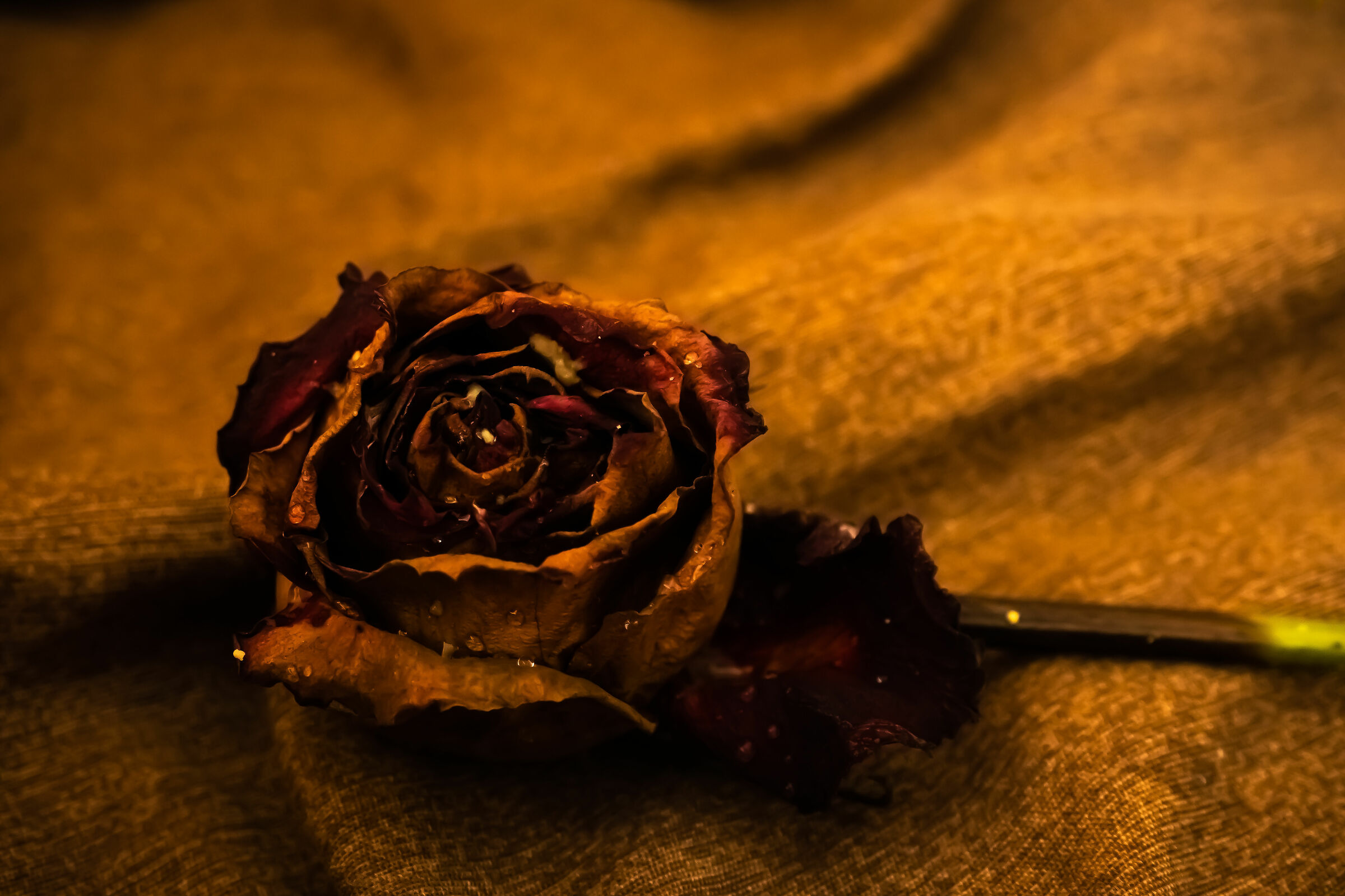 Golden Rose...