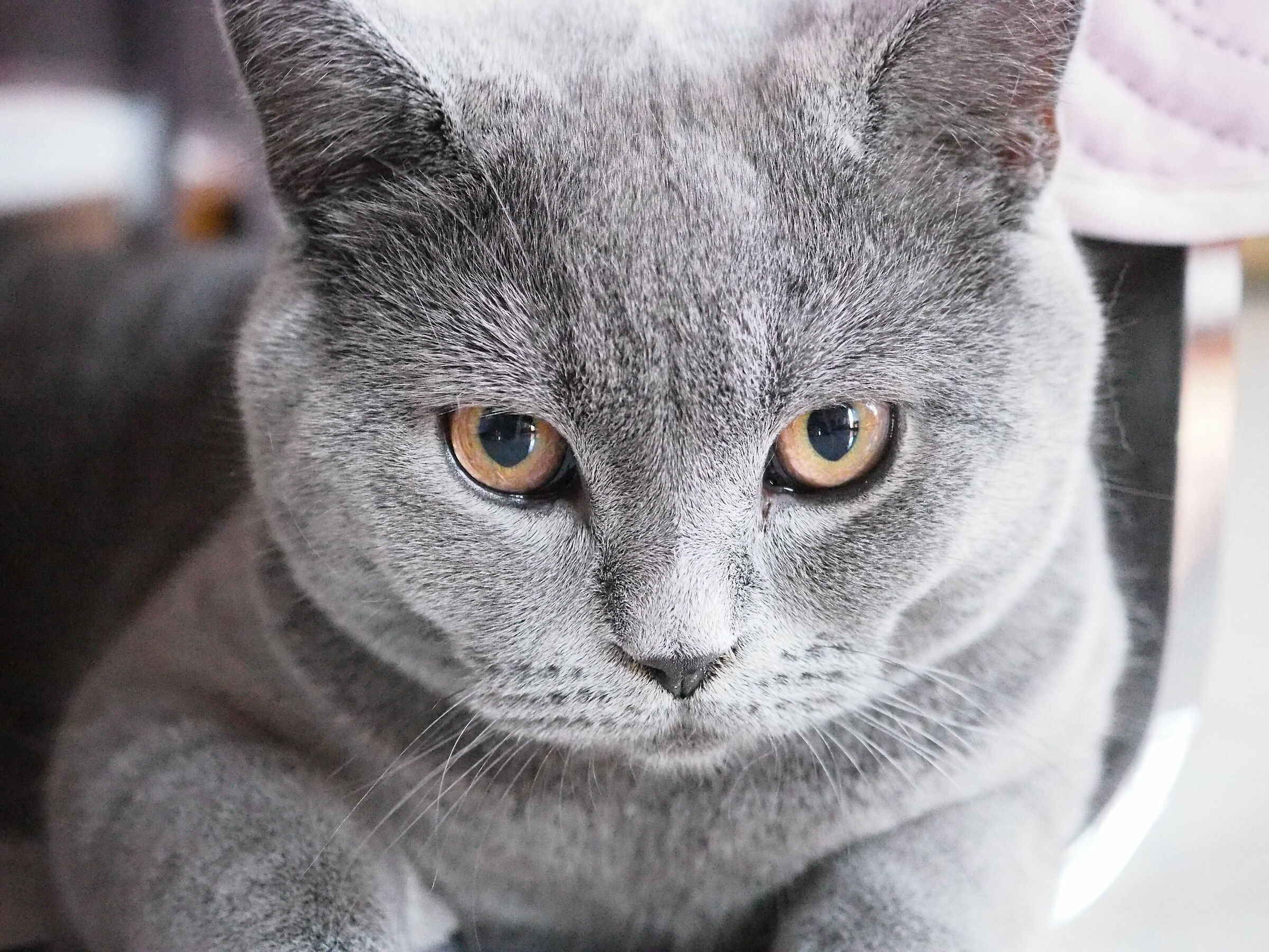 I watch you E-M10MarkII 30mm.macro olympus 1/60" f.3,5...