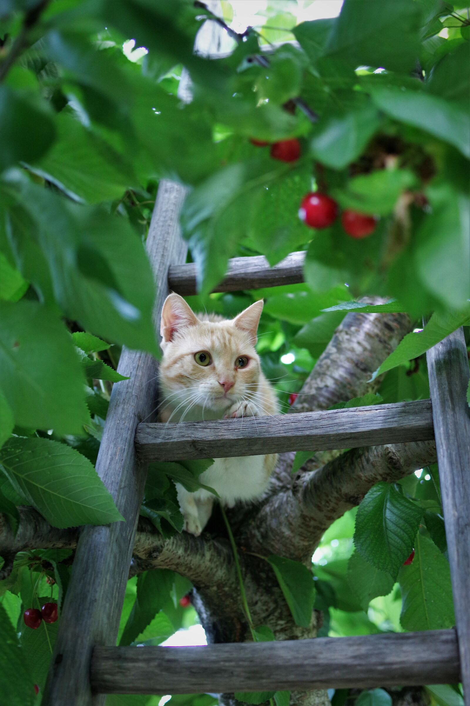 gatto su albero di ciliegie...
