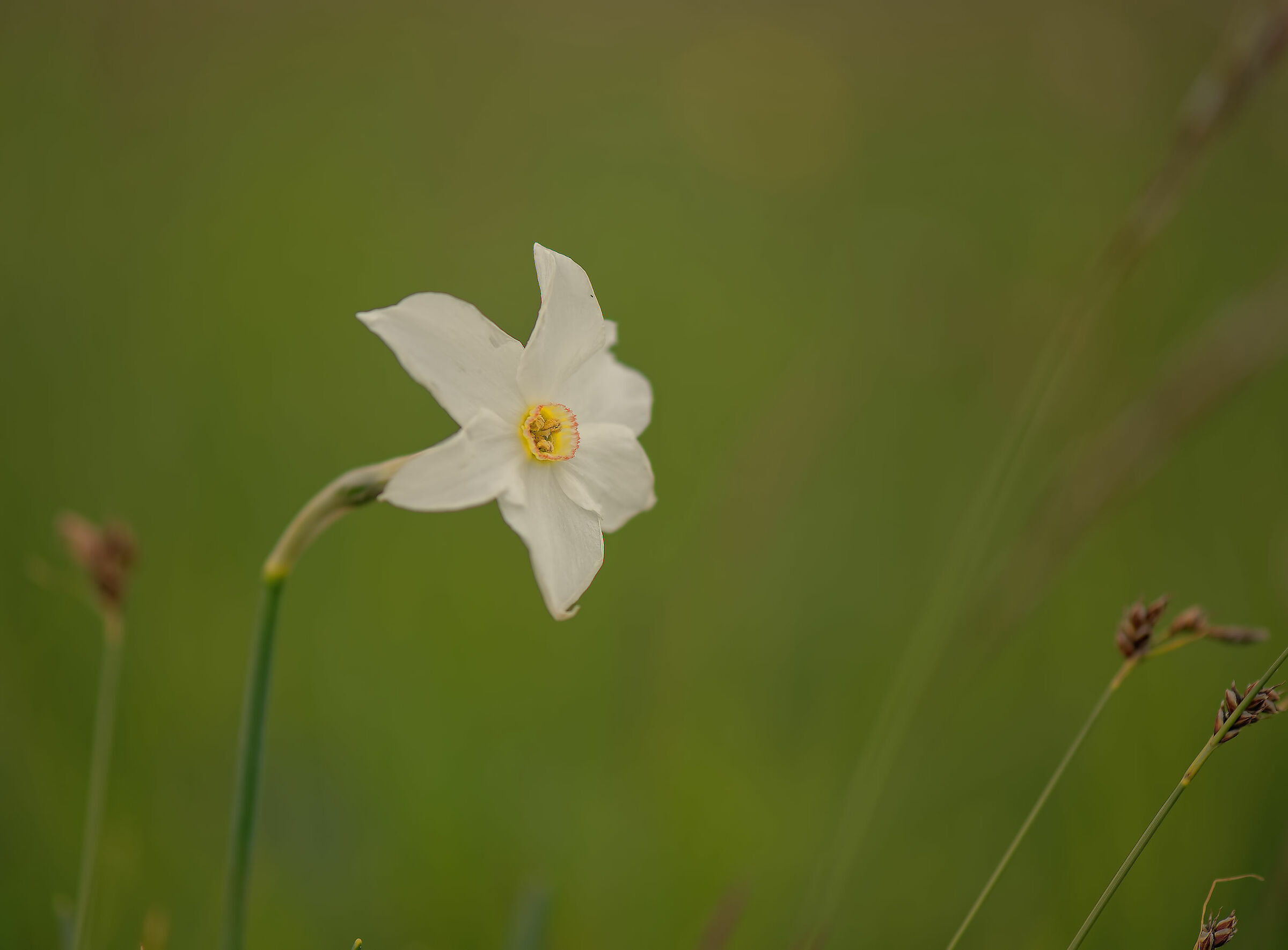 Narcissus poeticus...