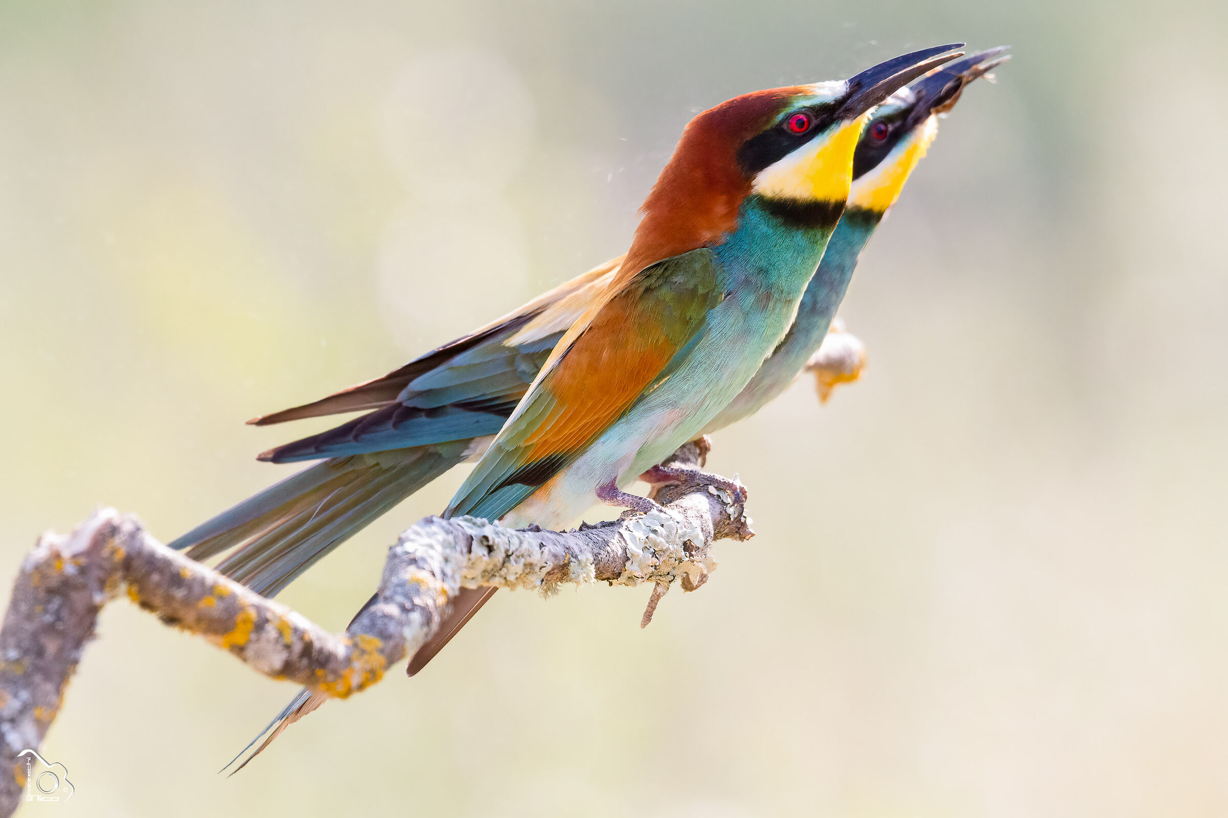 Bee-eater...