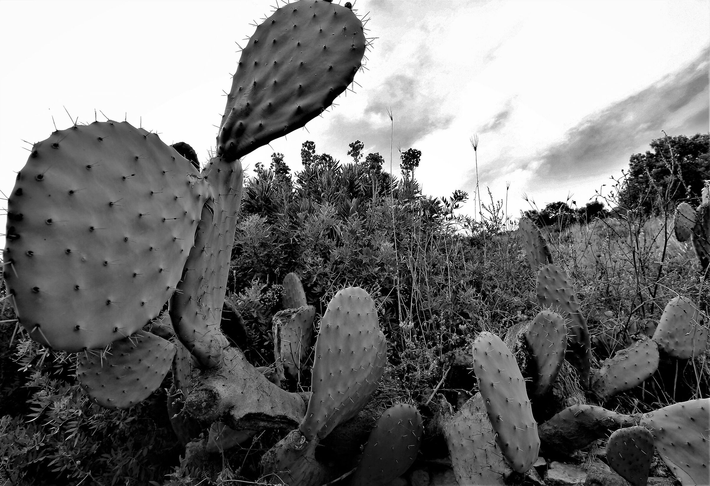 Prickly pear...