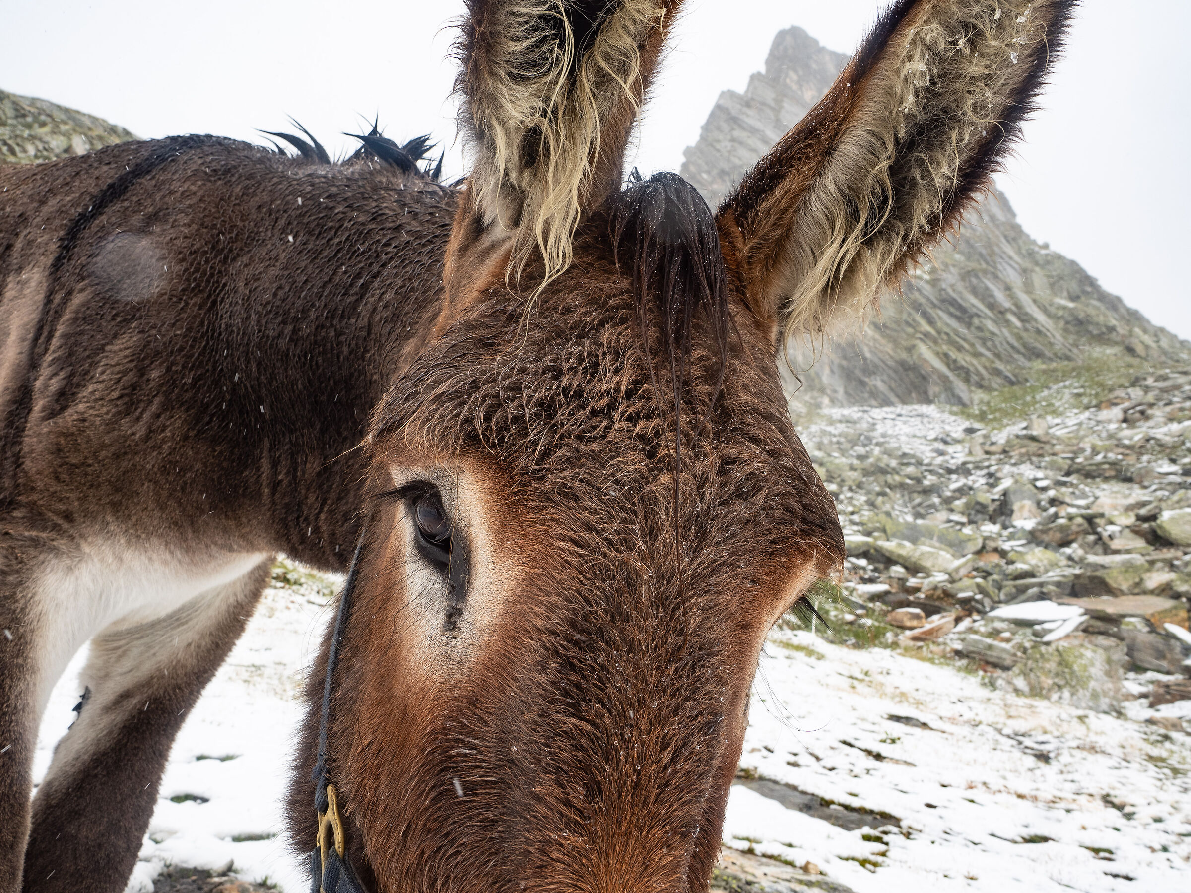 Donkey and snow...