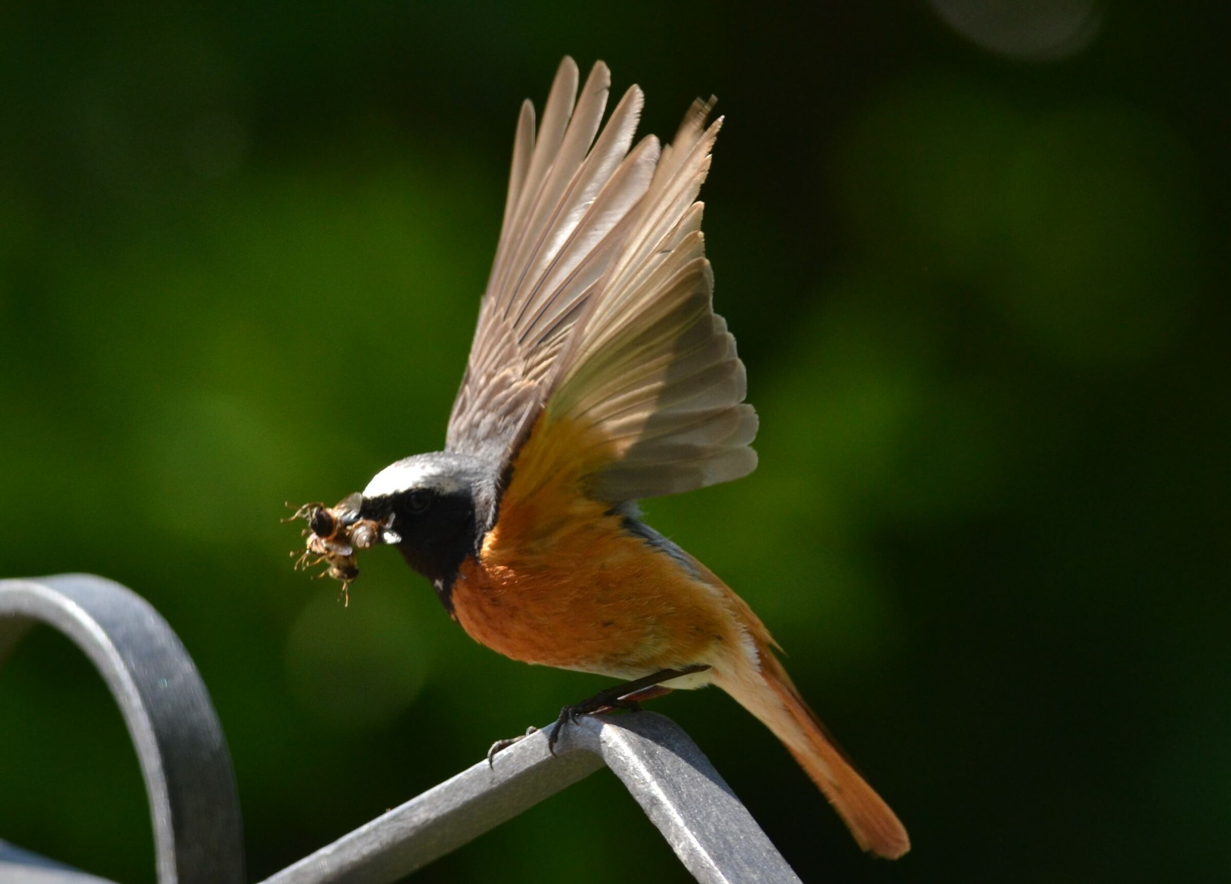Codirosso(phoenicurus phoenicurus)...