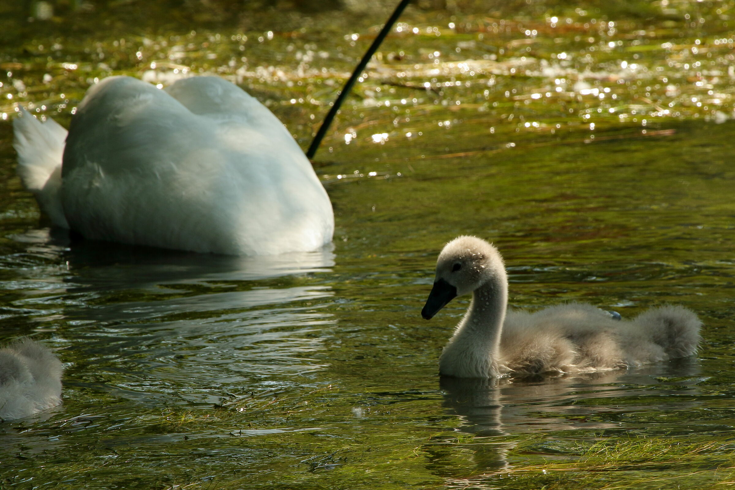 swan and son...