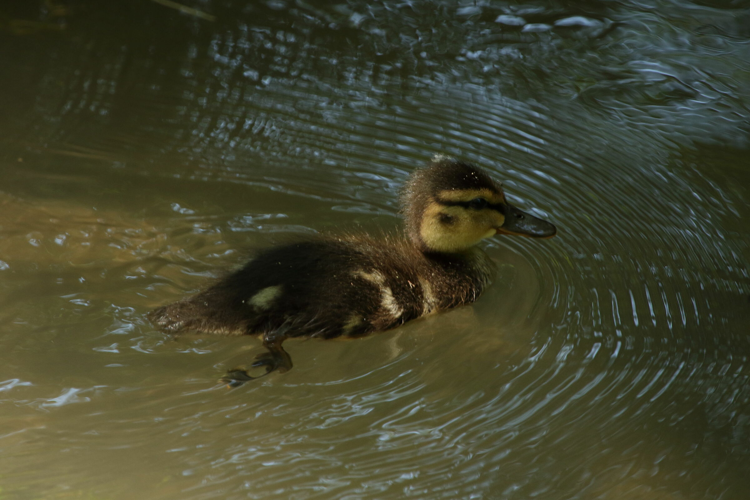 The "ugly" duckling...