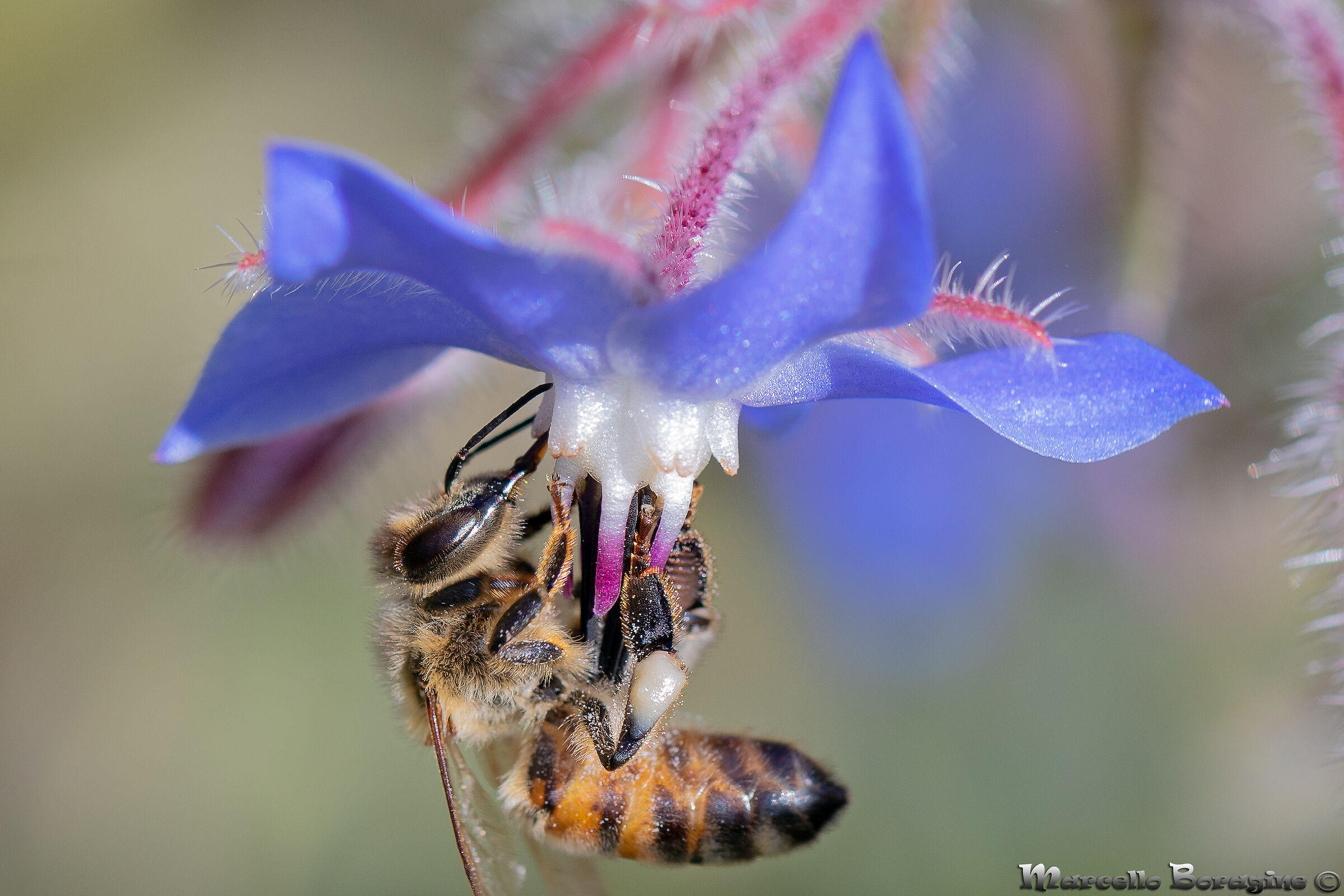 Bee on Borago officinalis...