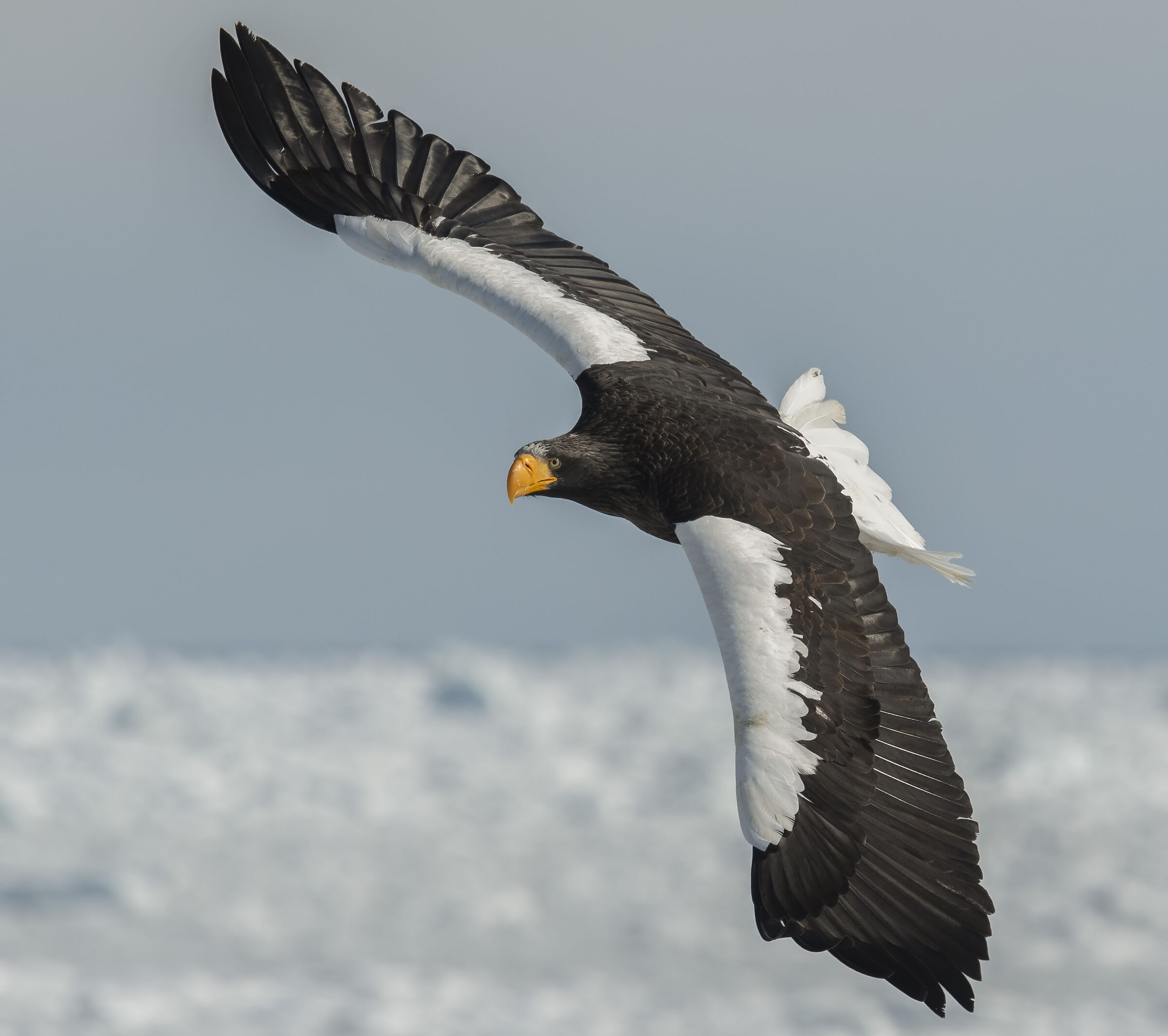 Steller Sea Eagle...